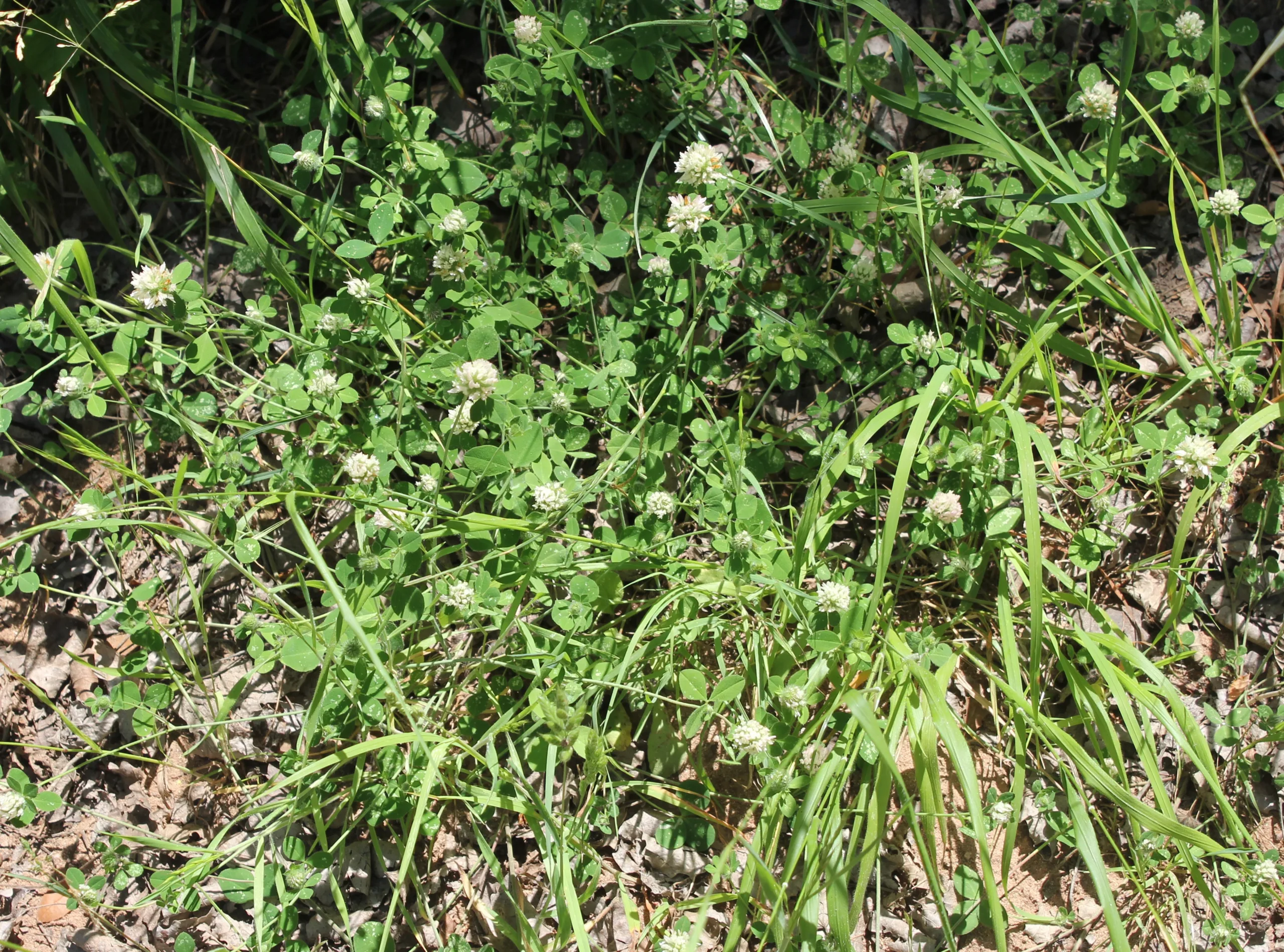 Trifolium pallidum