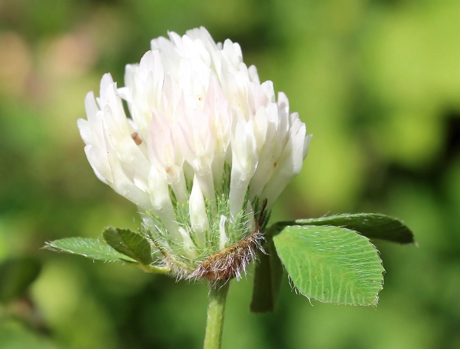 Trifolium pallidum