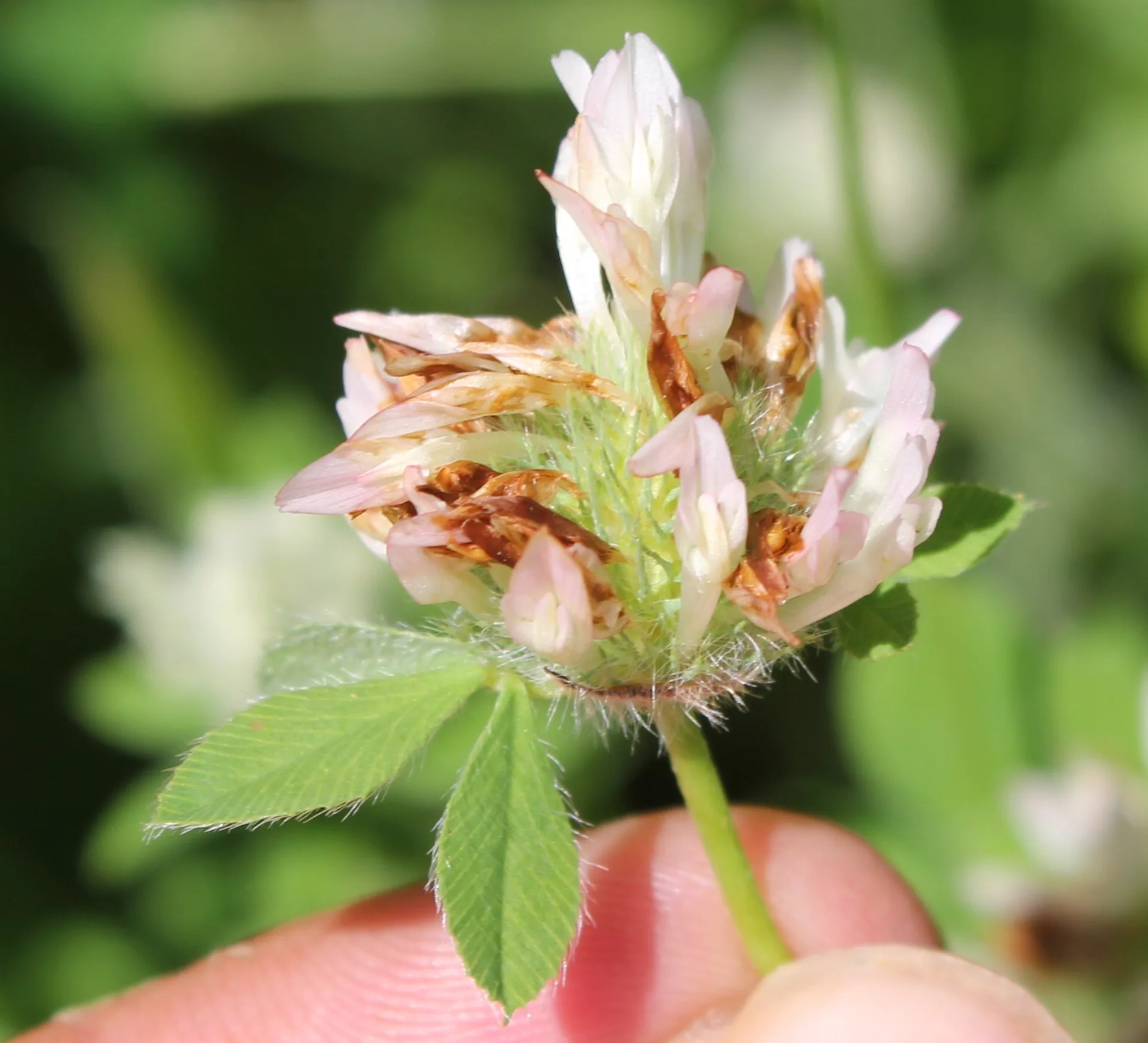 Trifolium pallidum