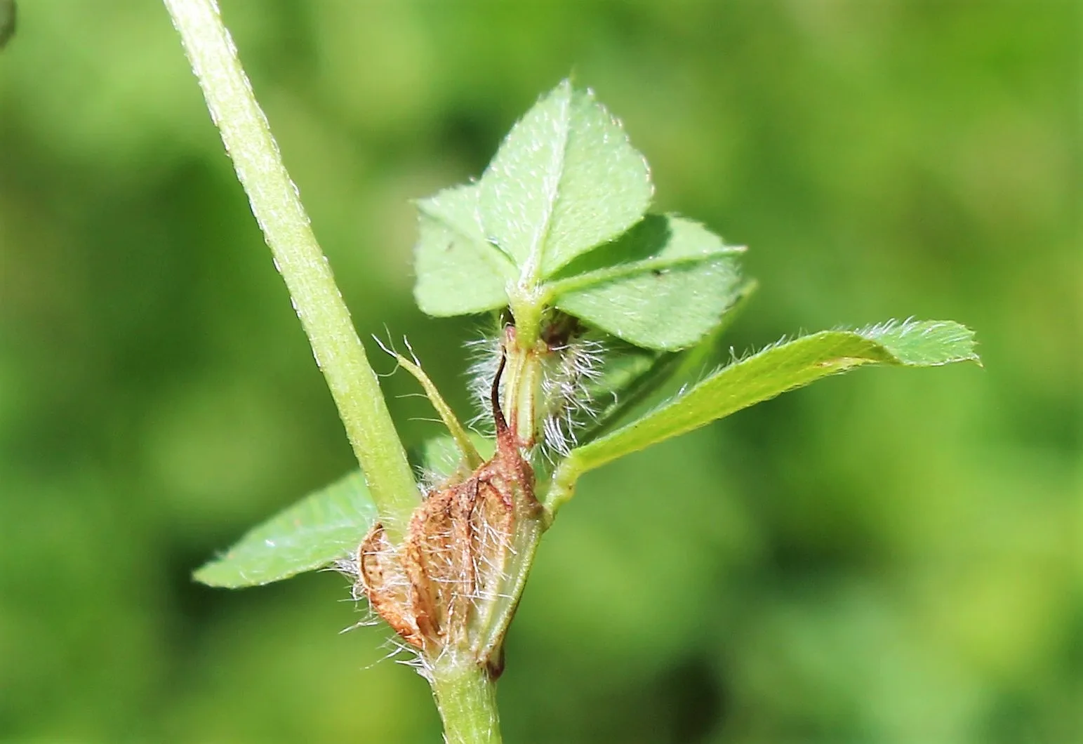 Trifolium pallidum