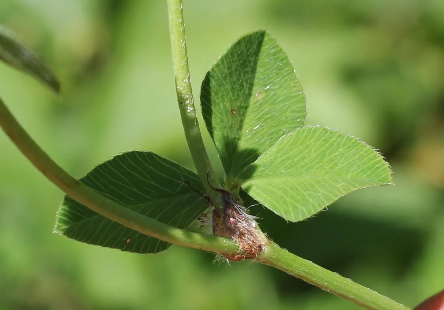 Trifolium pallidum