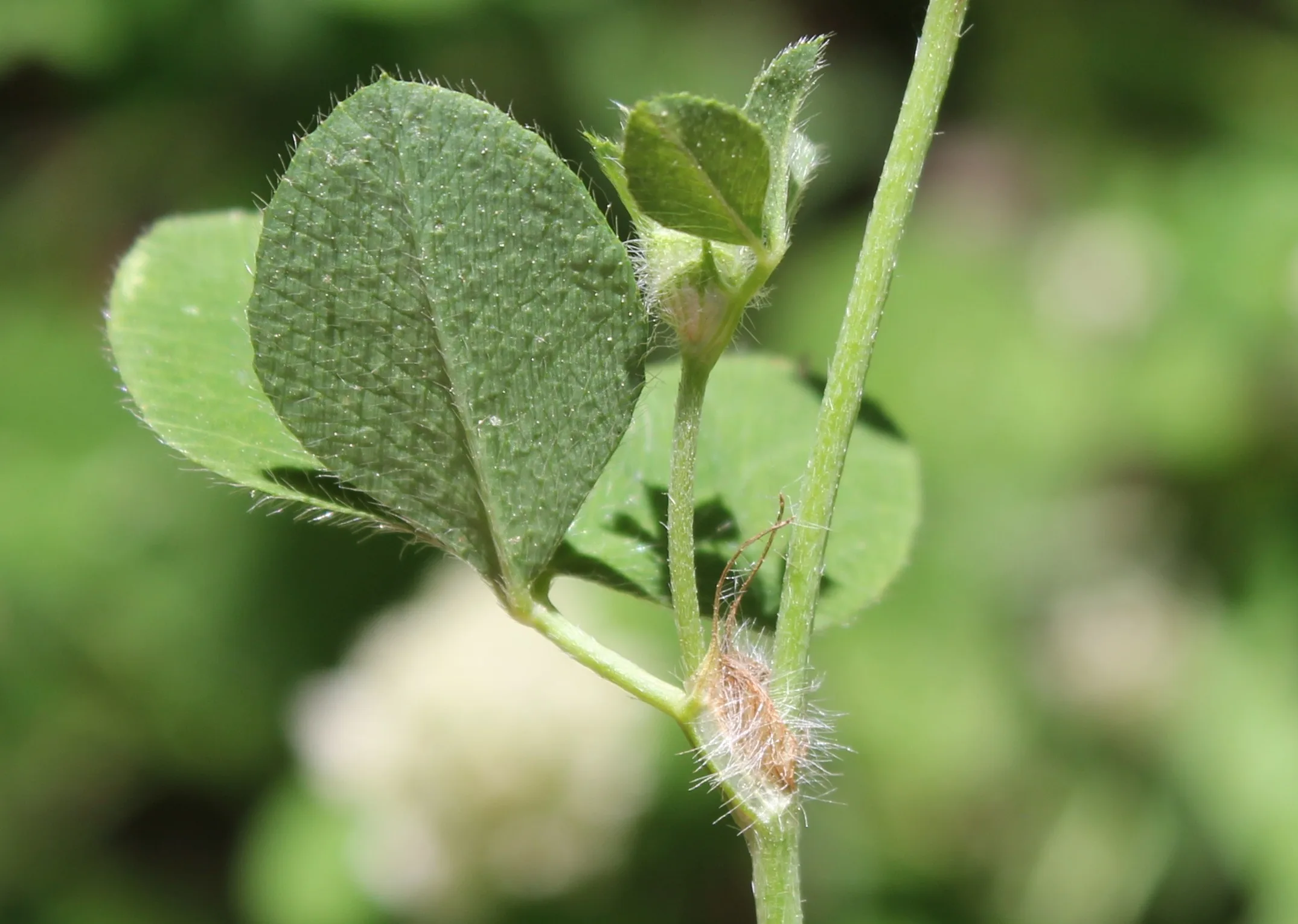 Trifolium pallidum