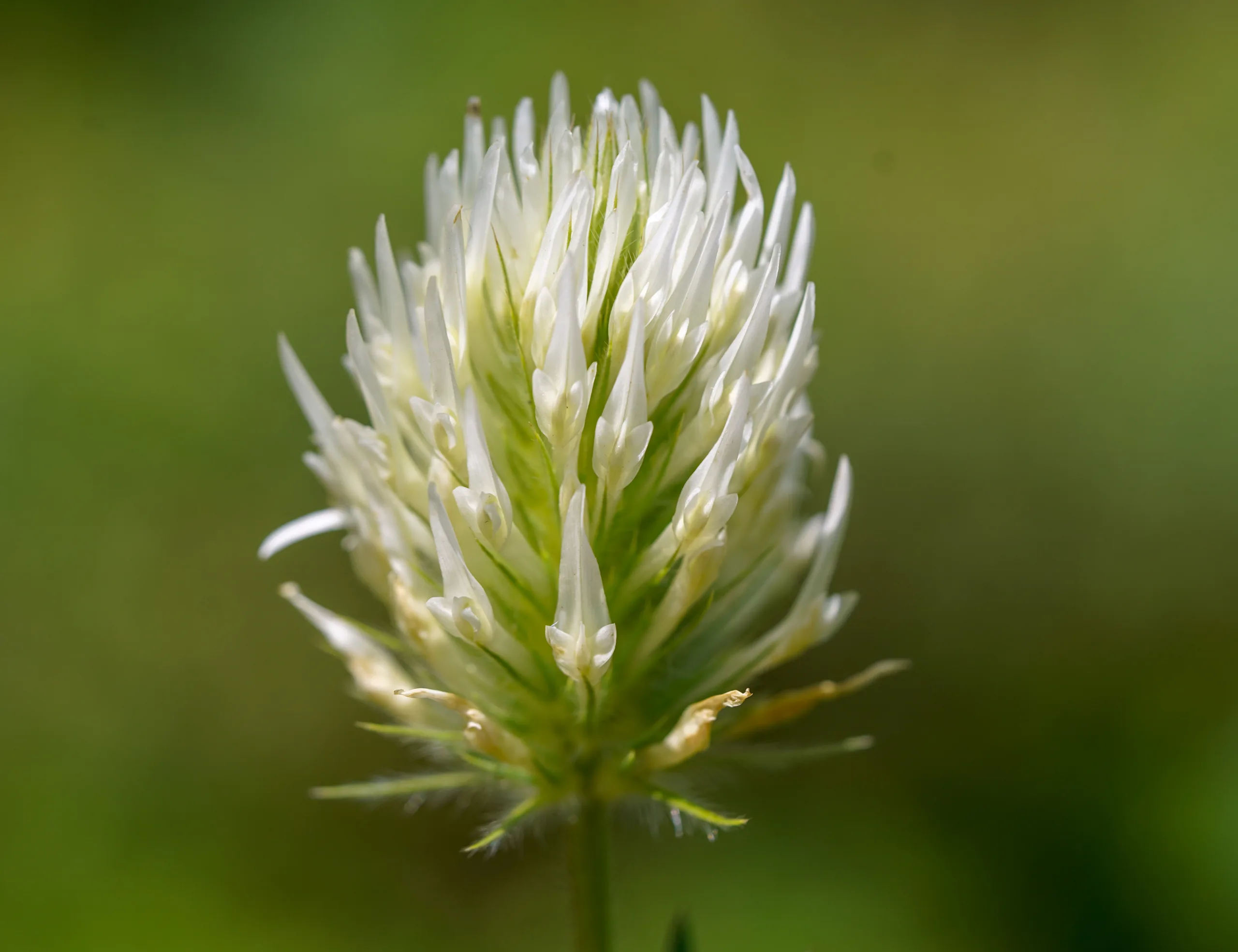 Trifolium pannonicum subsp. elongatum (Helva üçgülü)