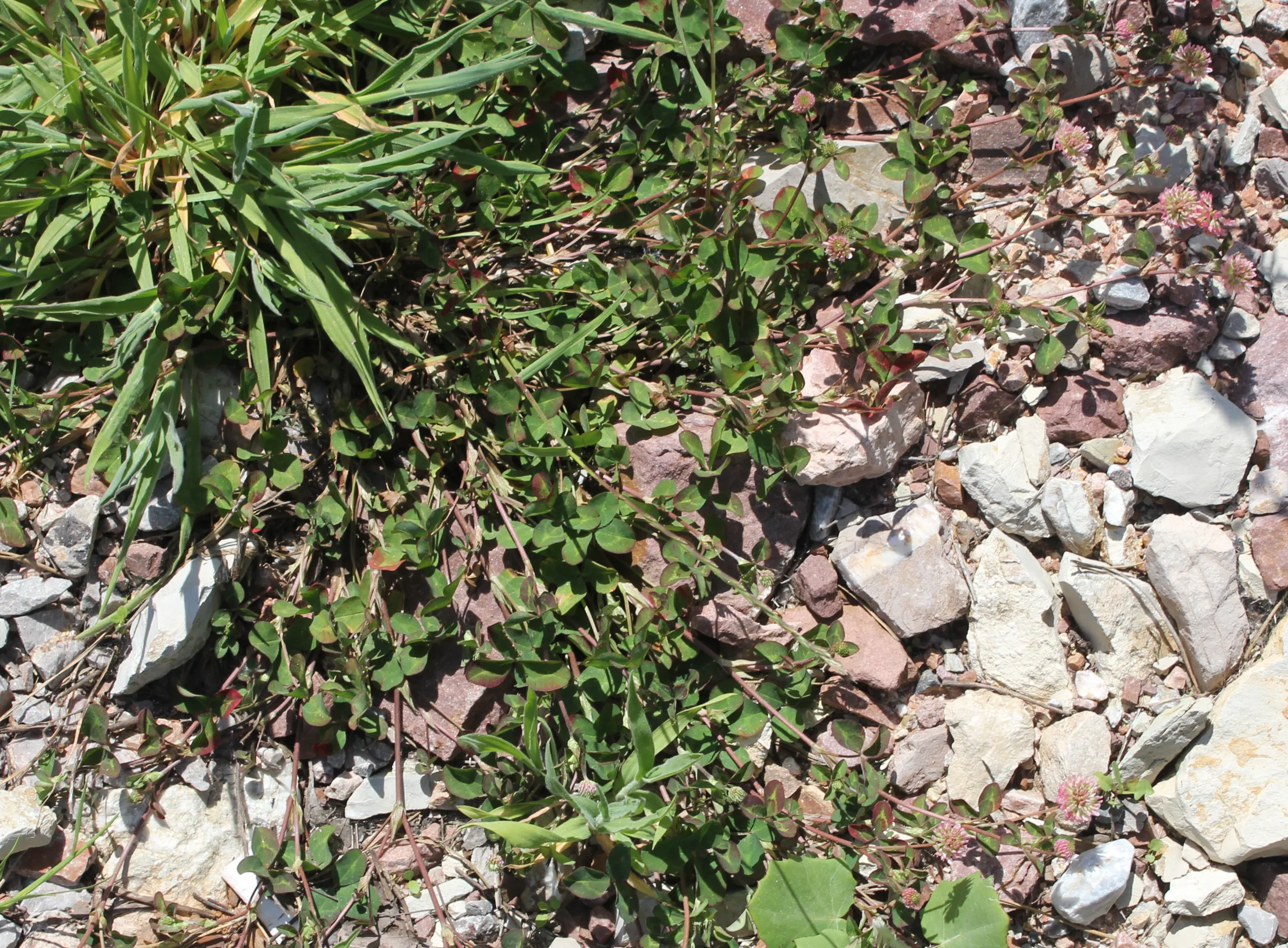 Trifolium physodes