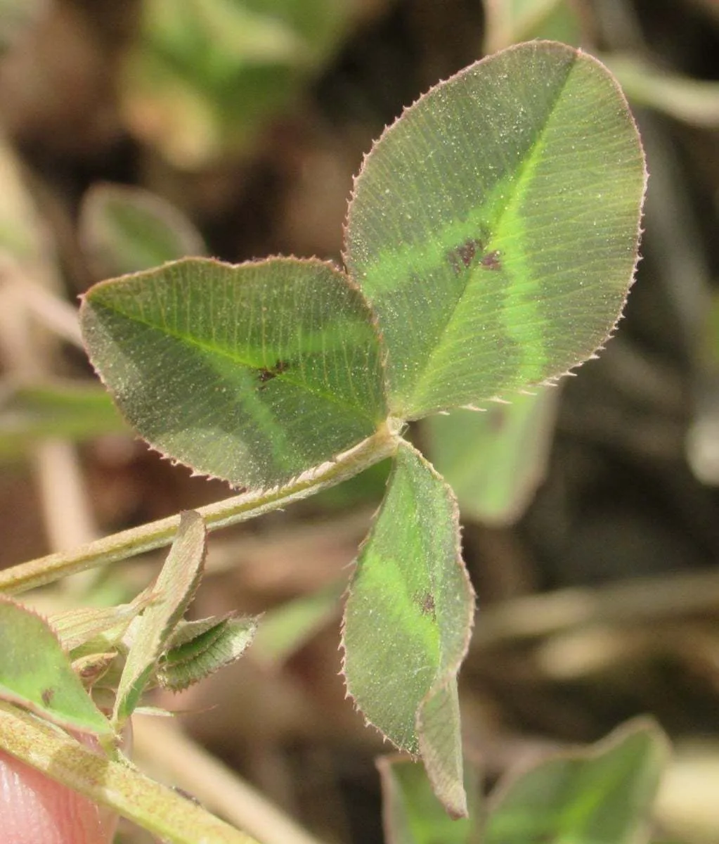 Trifolium physodes