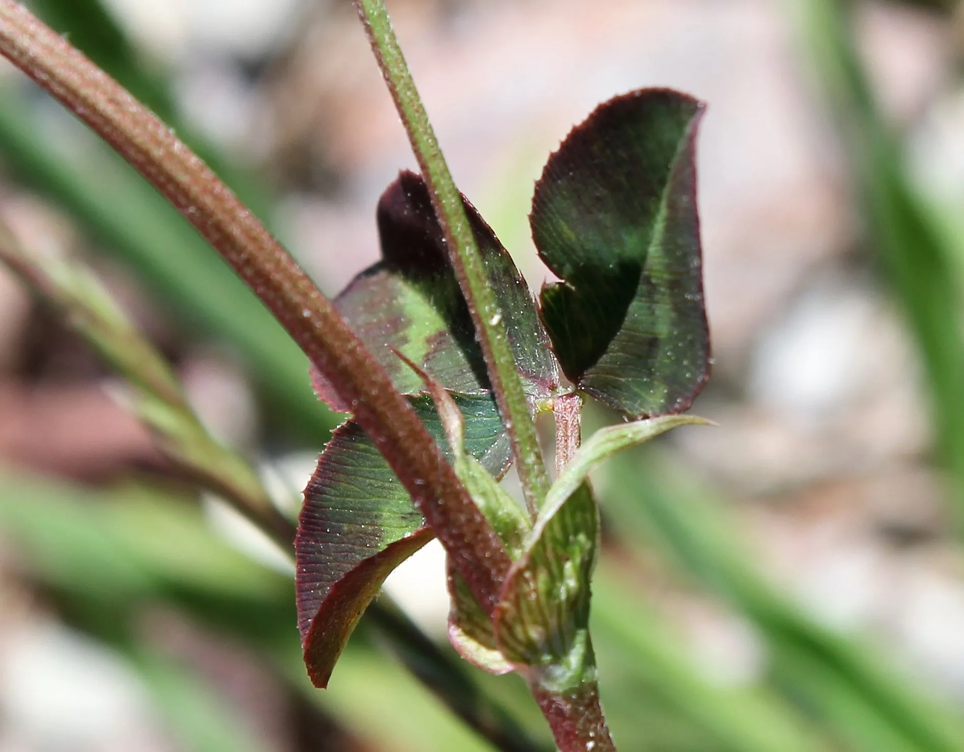 Trifolium physodes