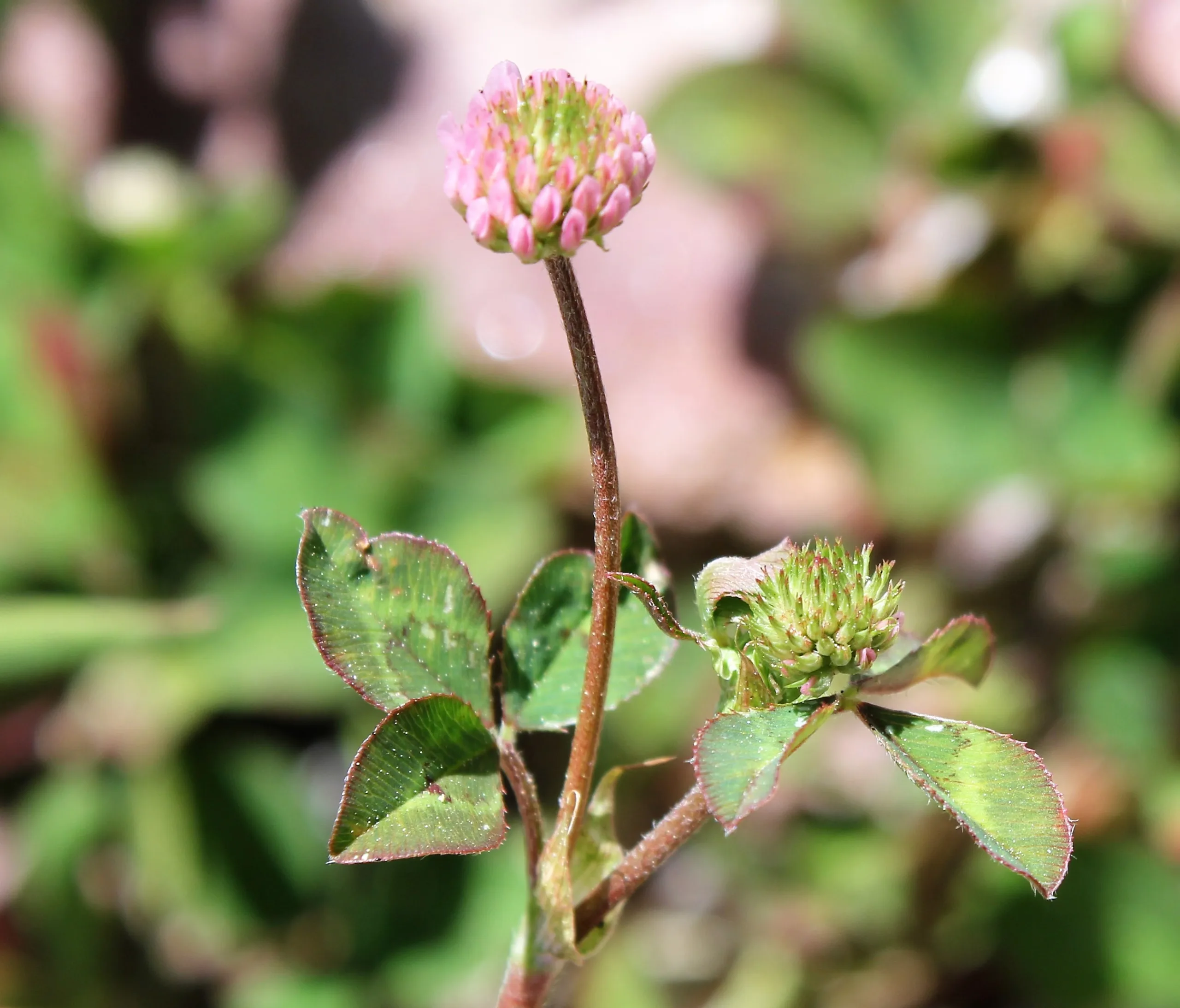 Trifolium physodes