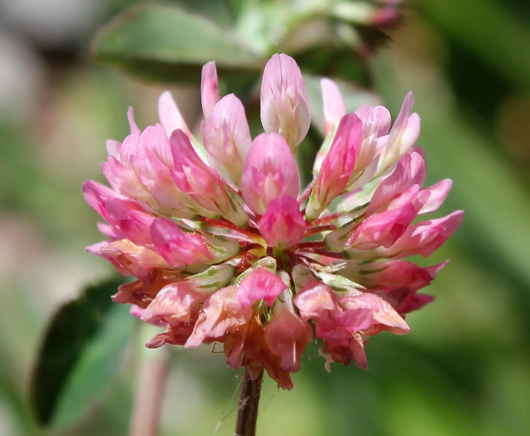 Trifolium physodes