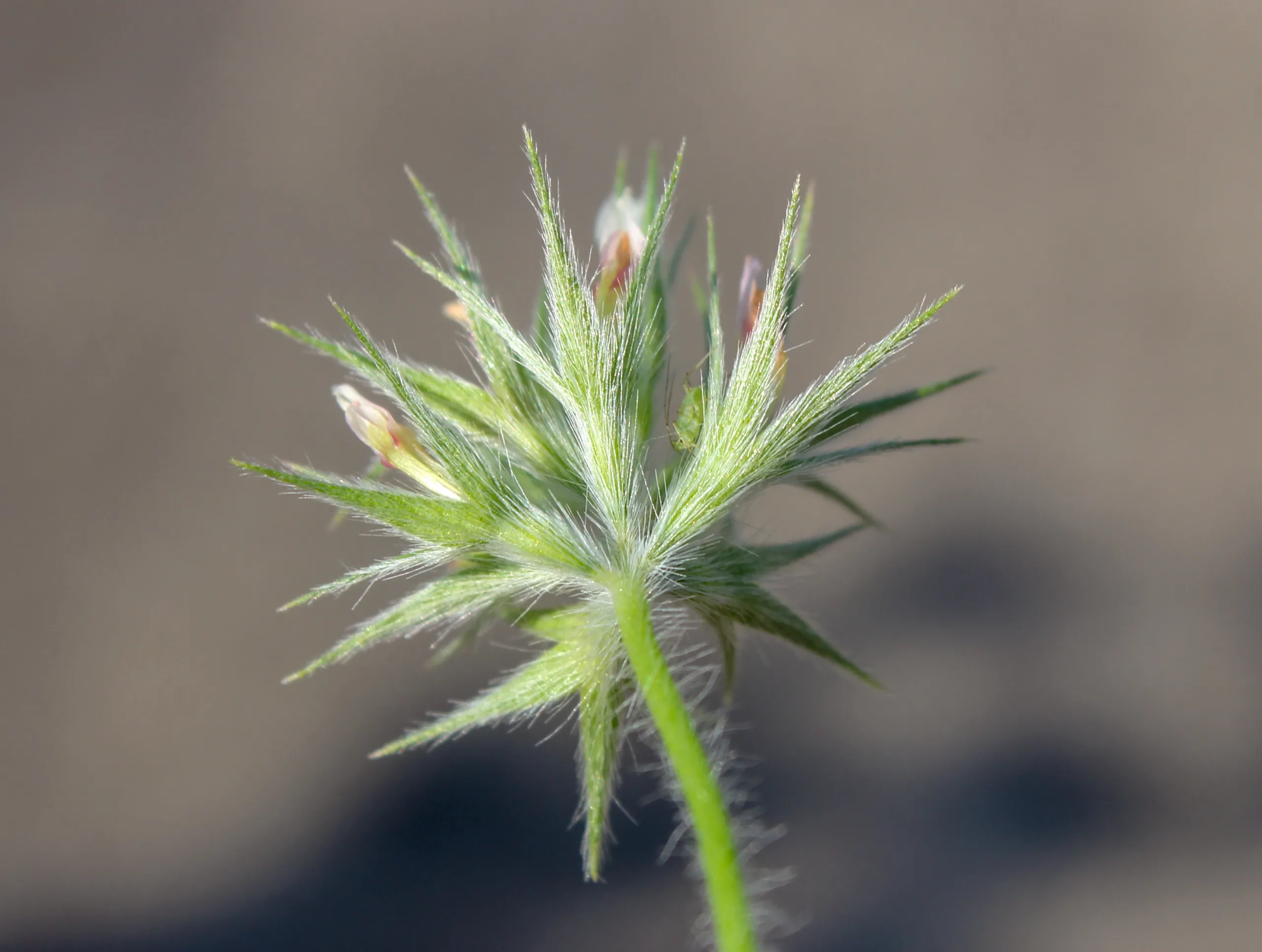 Trifolium stellatum