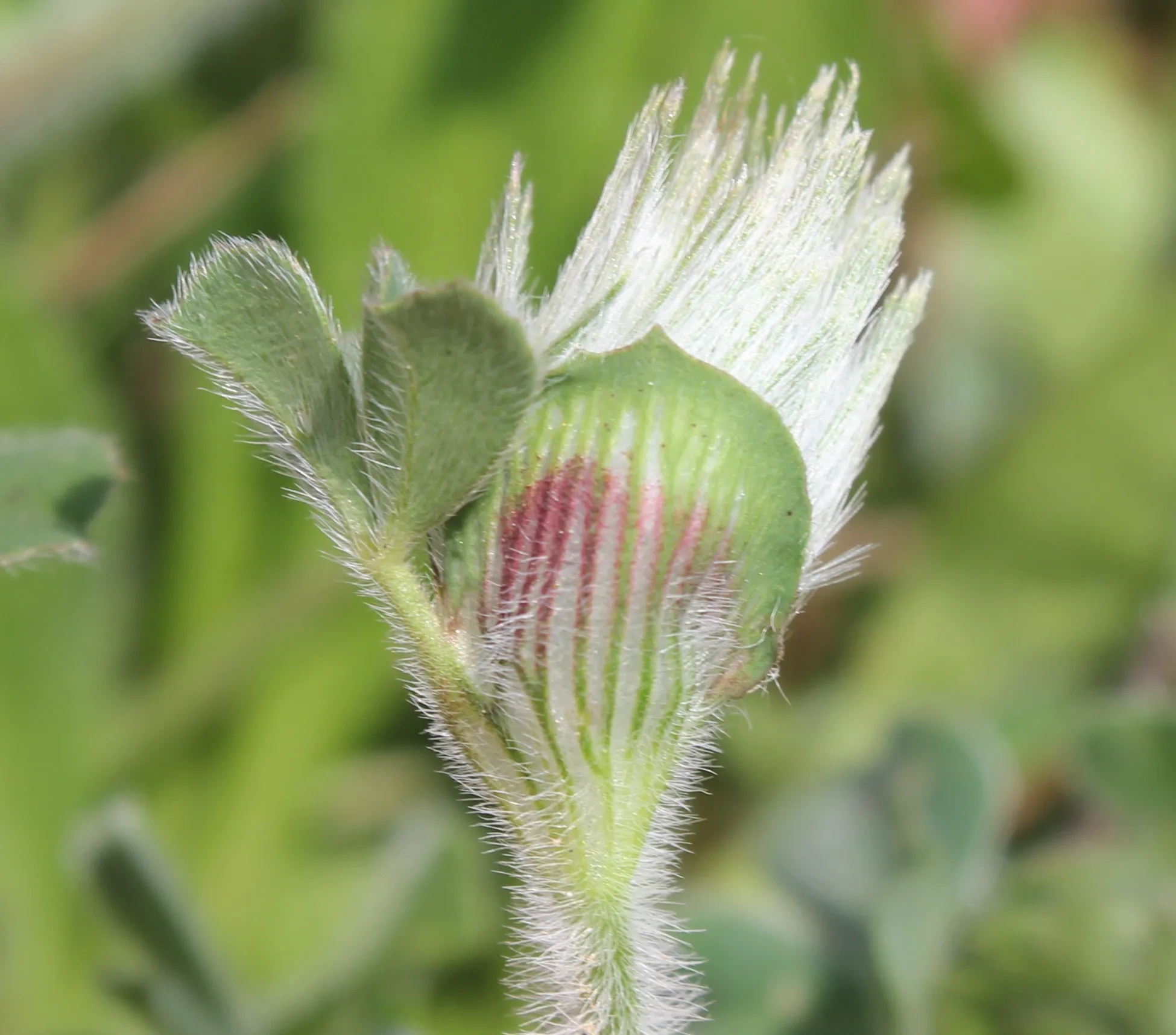 Trifolium stellatum
