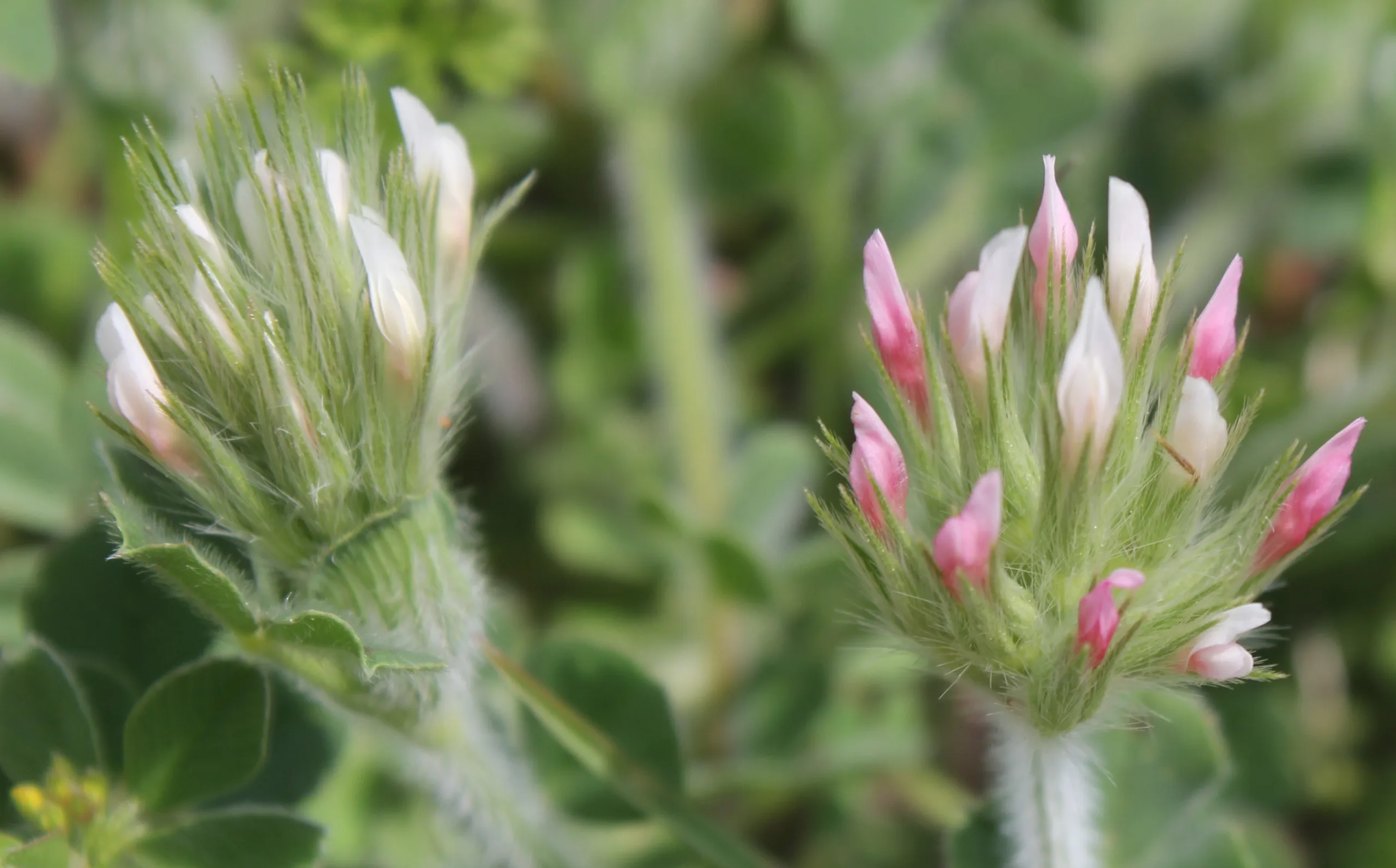 Trifolium stellatum
