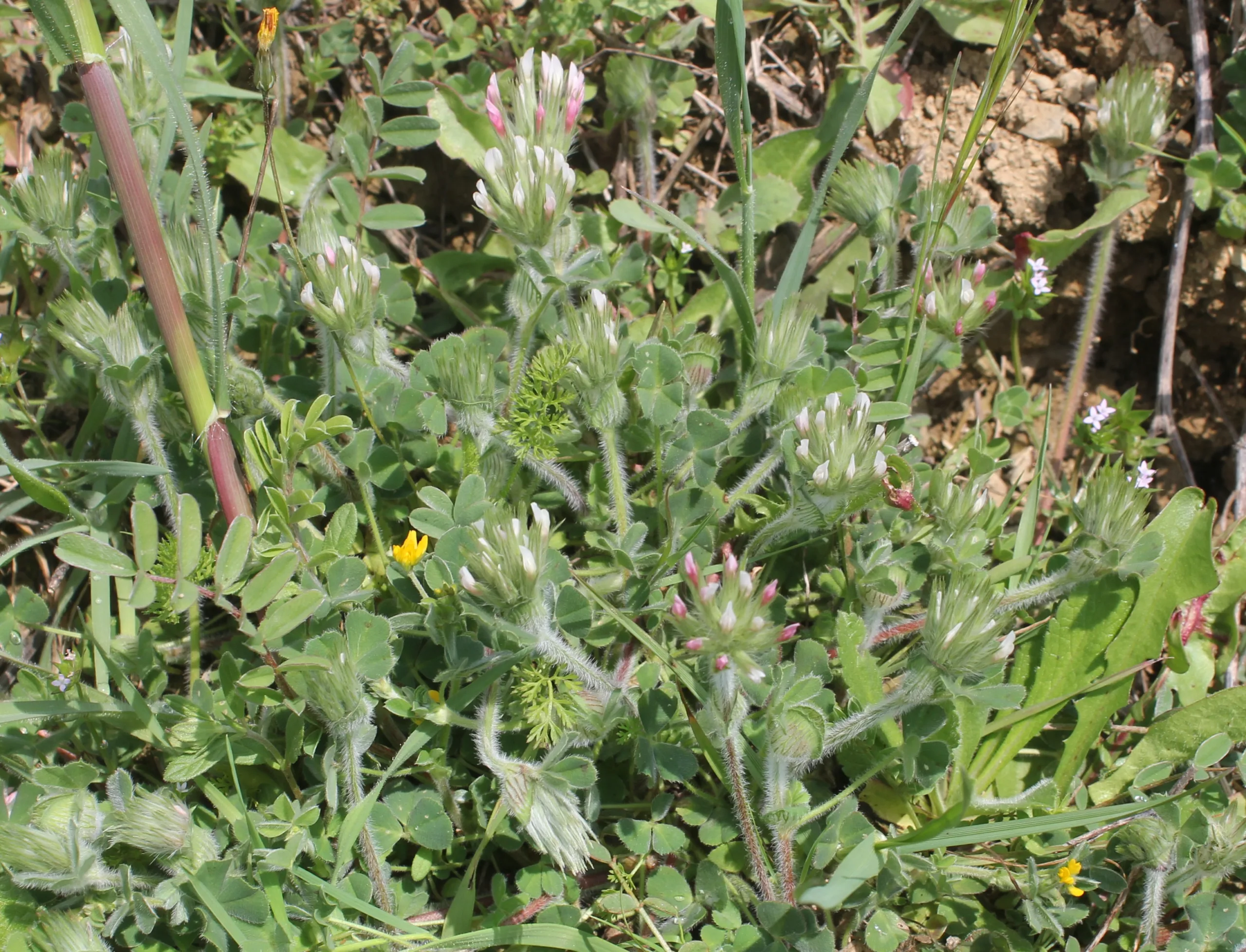 Trifolium stellatum
