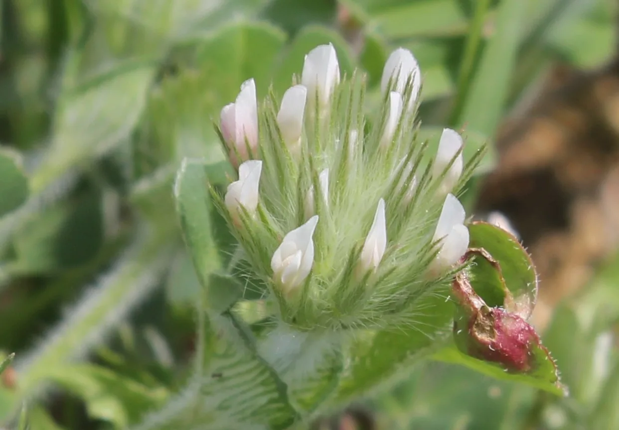 Trifolium stellatum