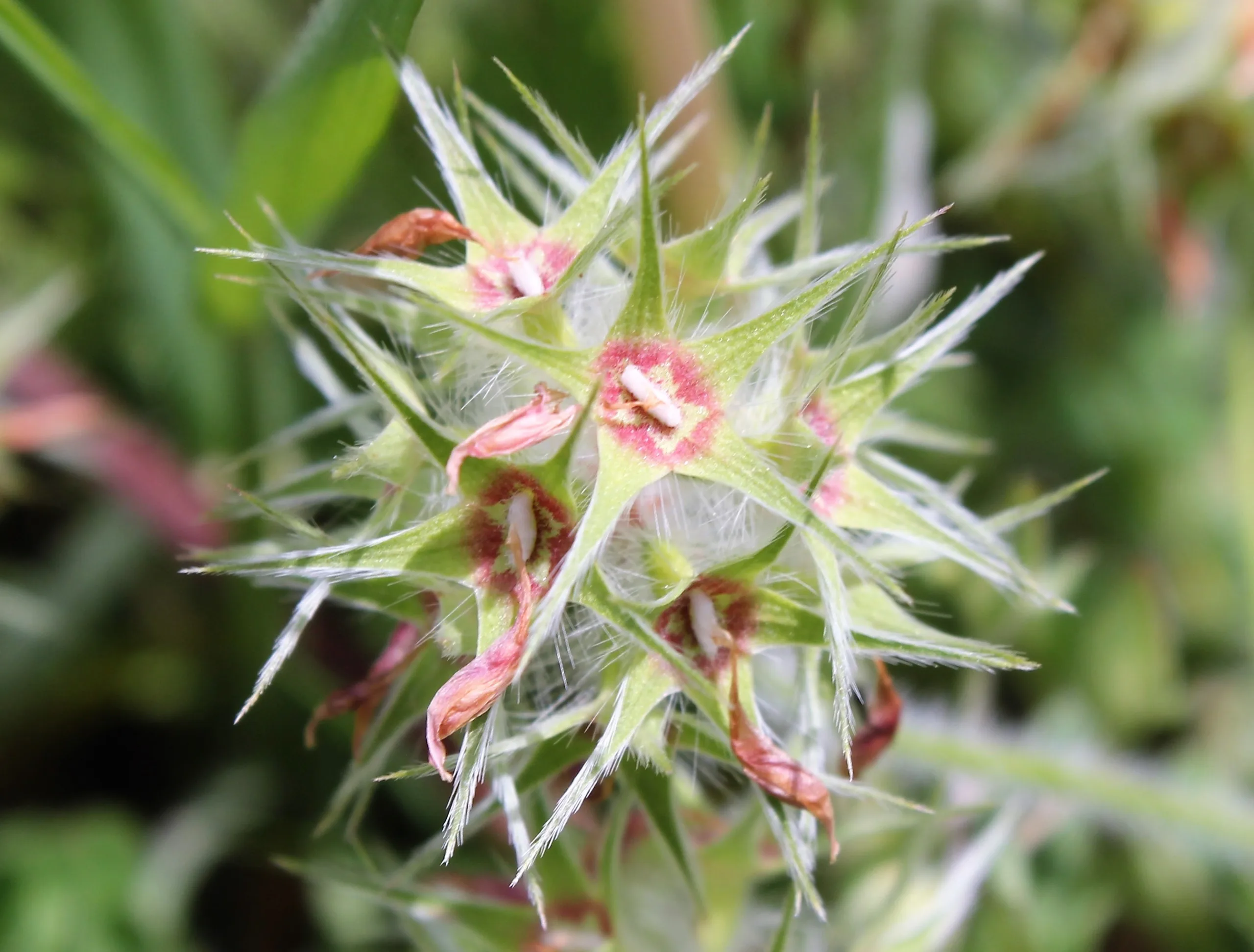 Trifolium stellatum