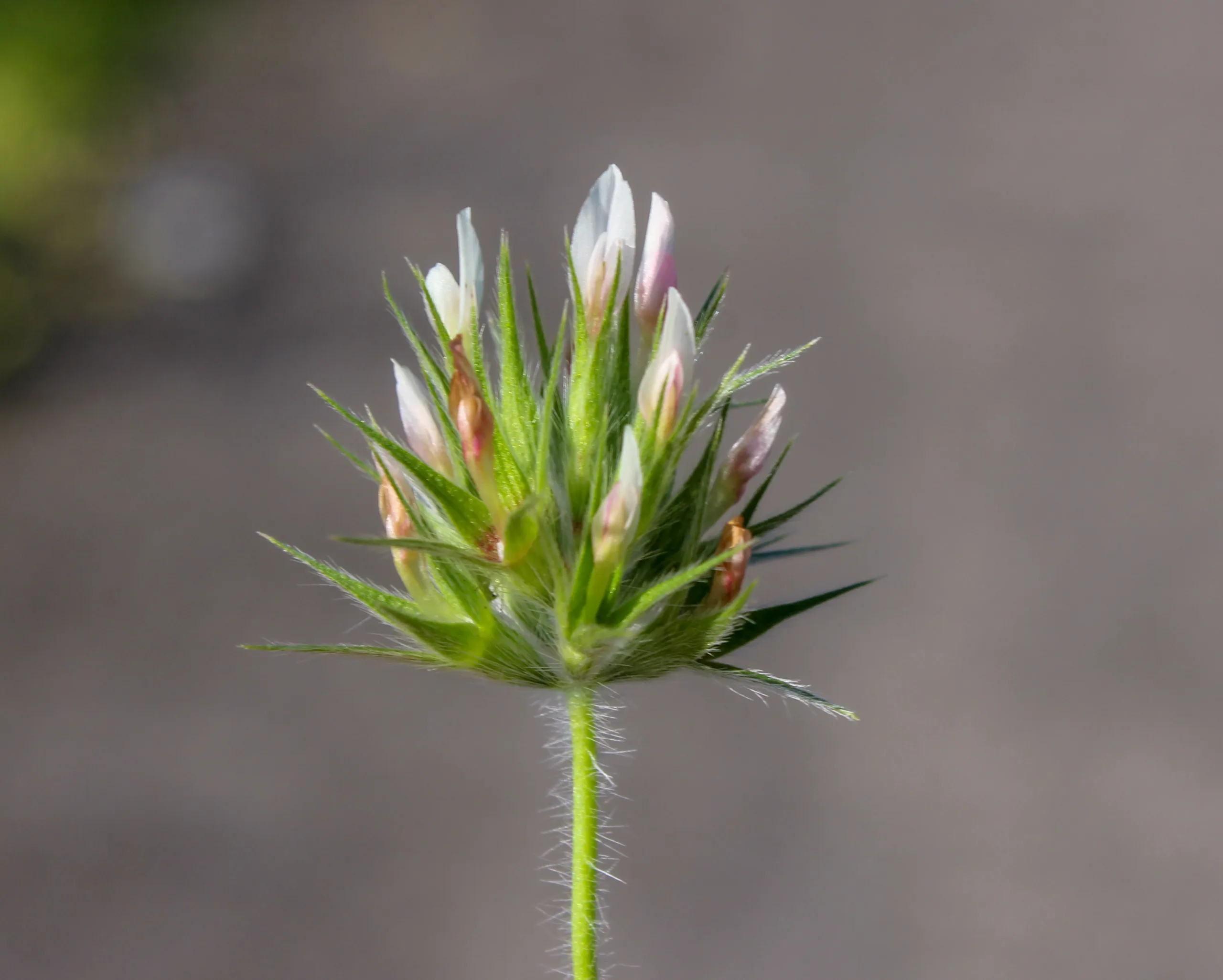 Trifolium stellatum