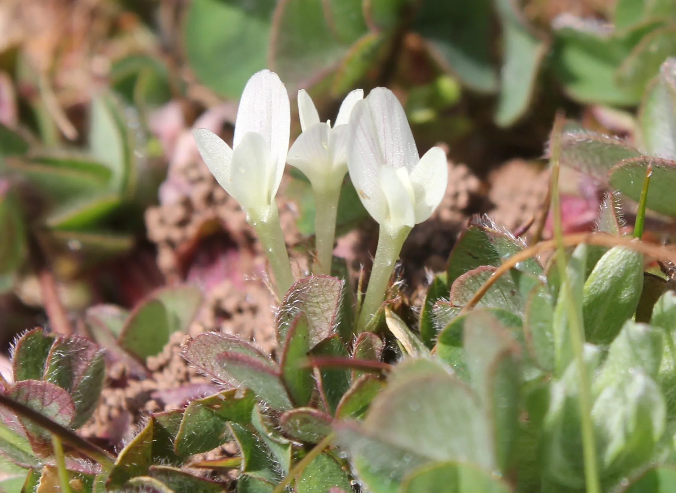 Trifolium subterraneum