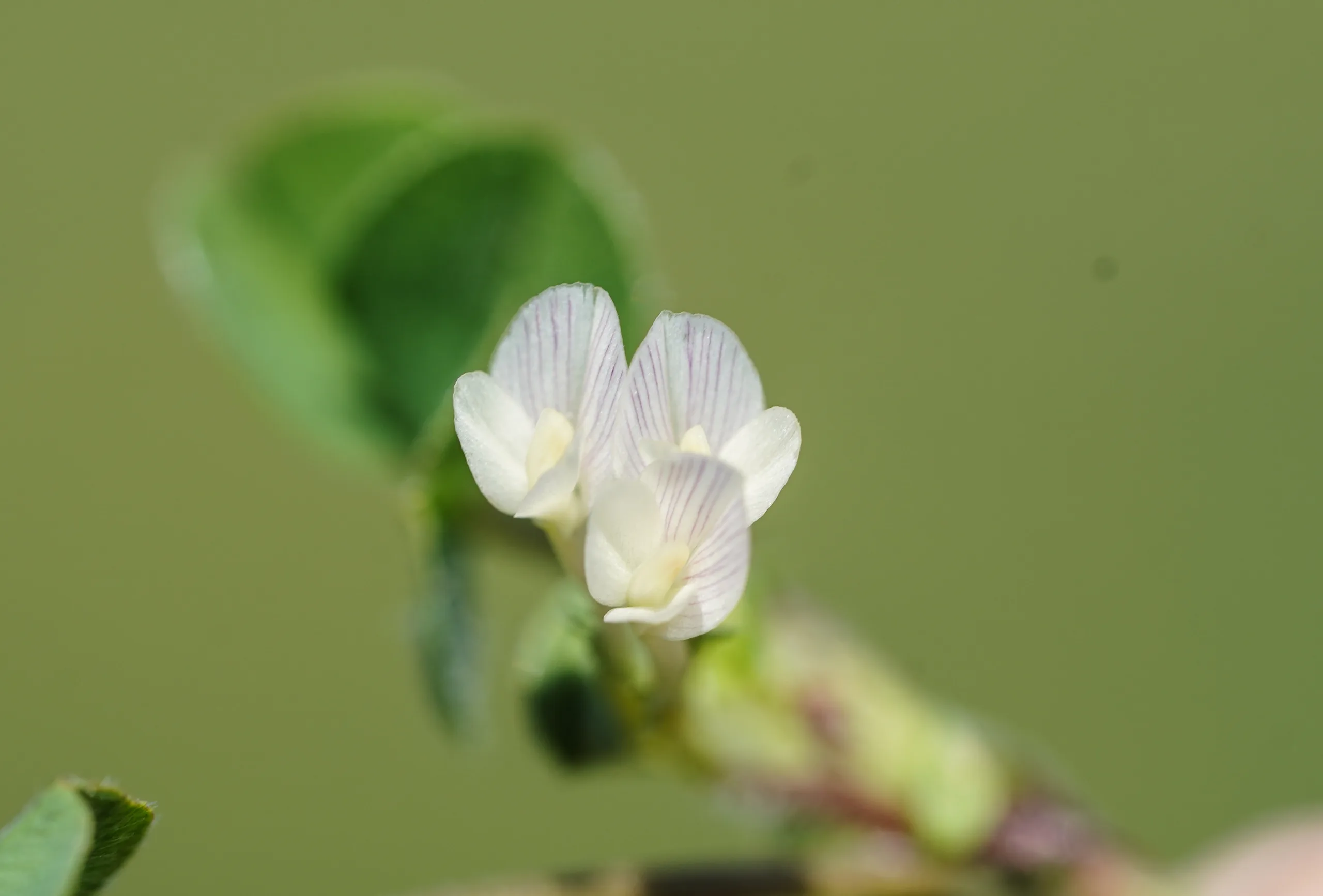 Trifolium subterraneum (Yeraltı üçgülü)
