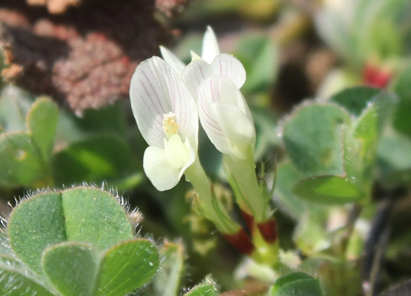 Trifolium subterraneum (Yeraltı üçgülü)