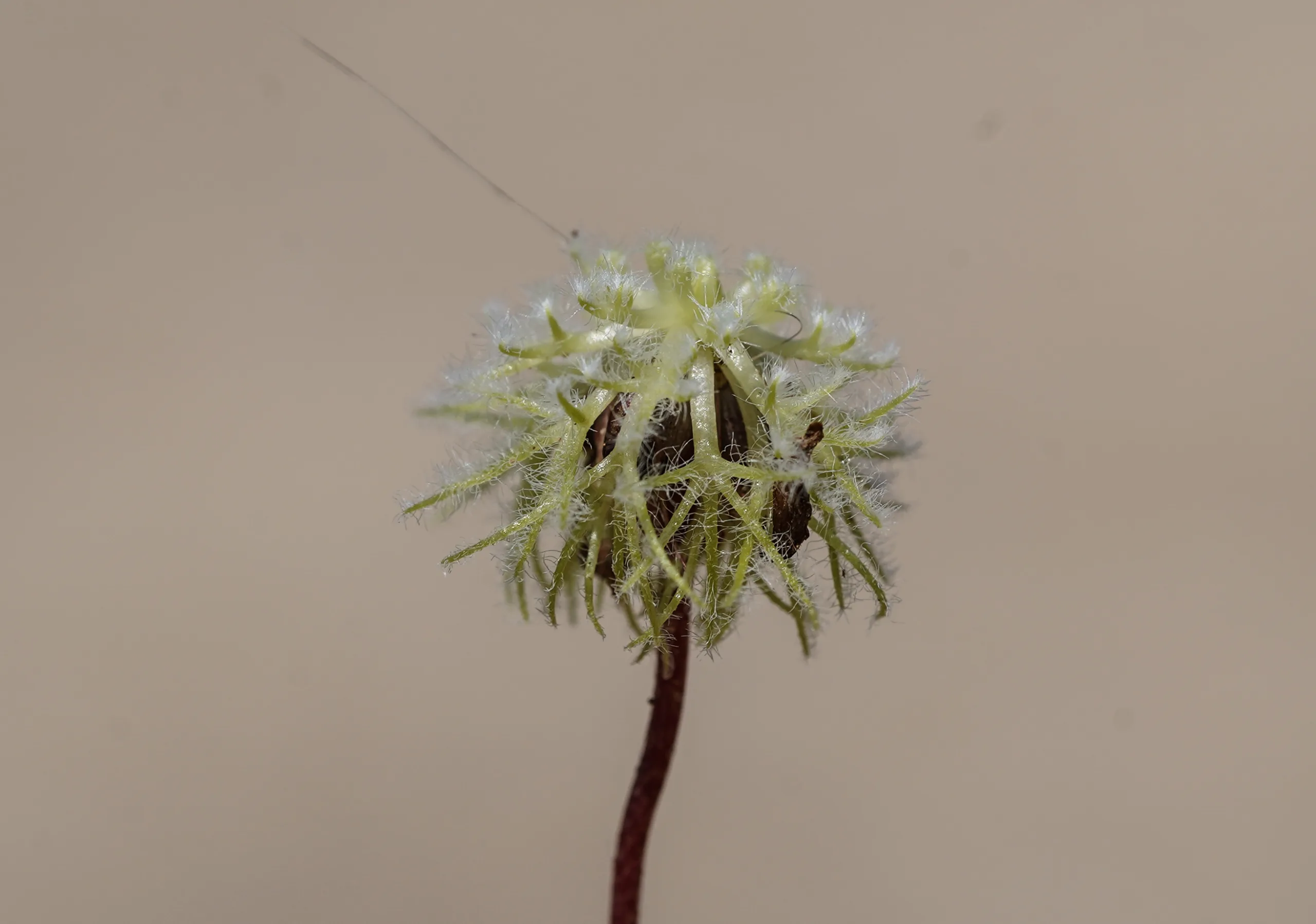 Trifolium subterraneum