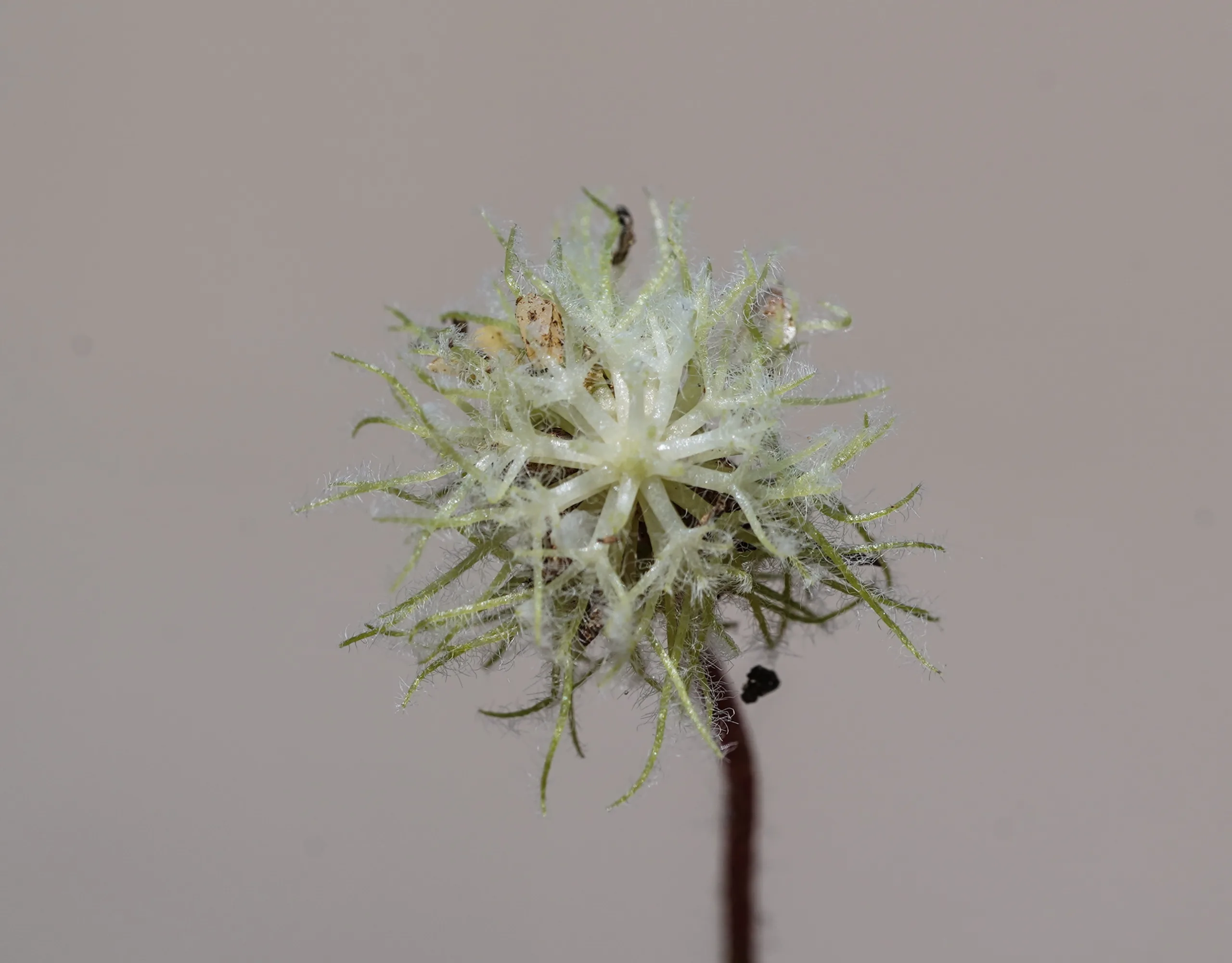 Trifolium subterraneum