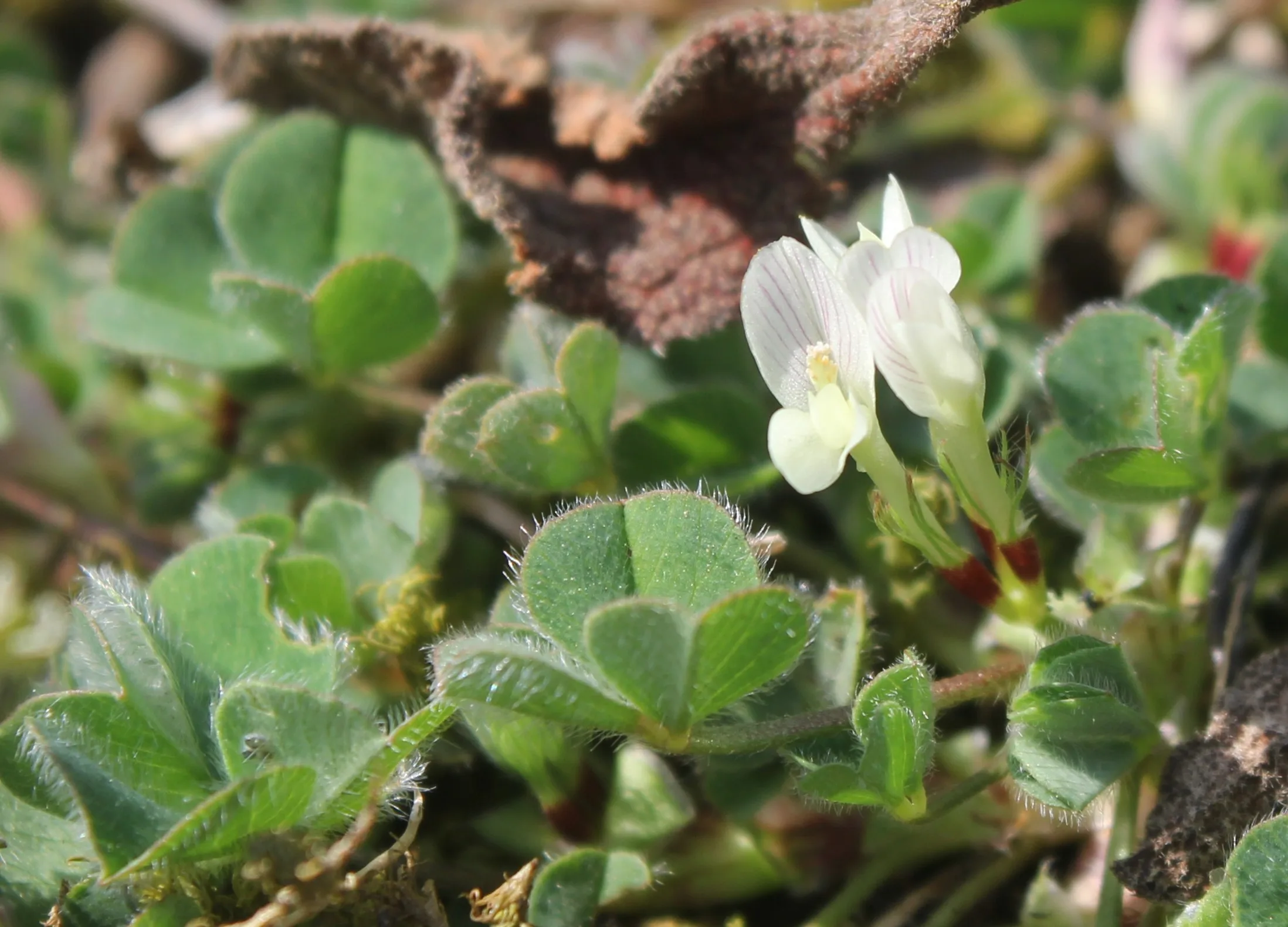 Trifolium subterraneum