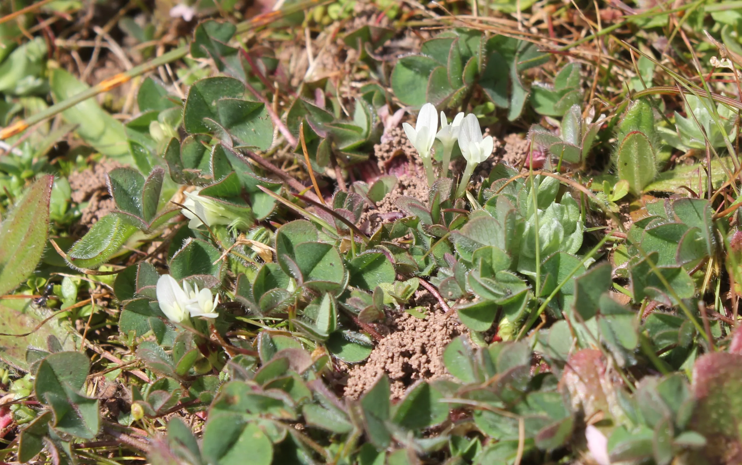 Trifolium subterraneum
