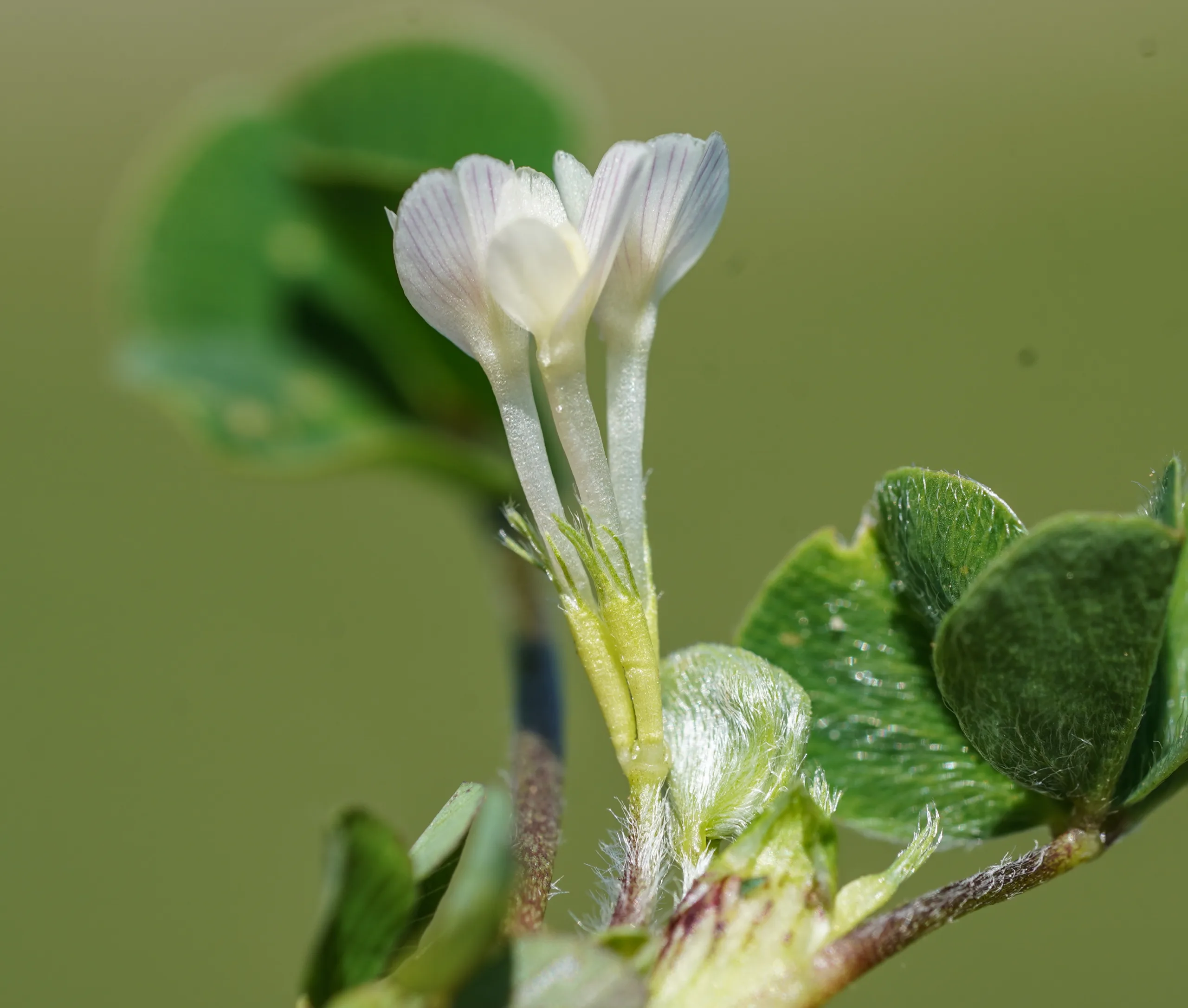 Trifolium subterraneum