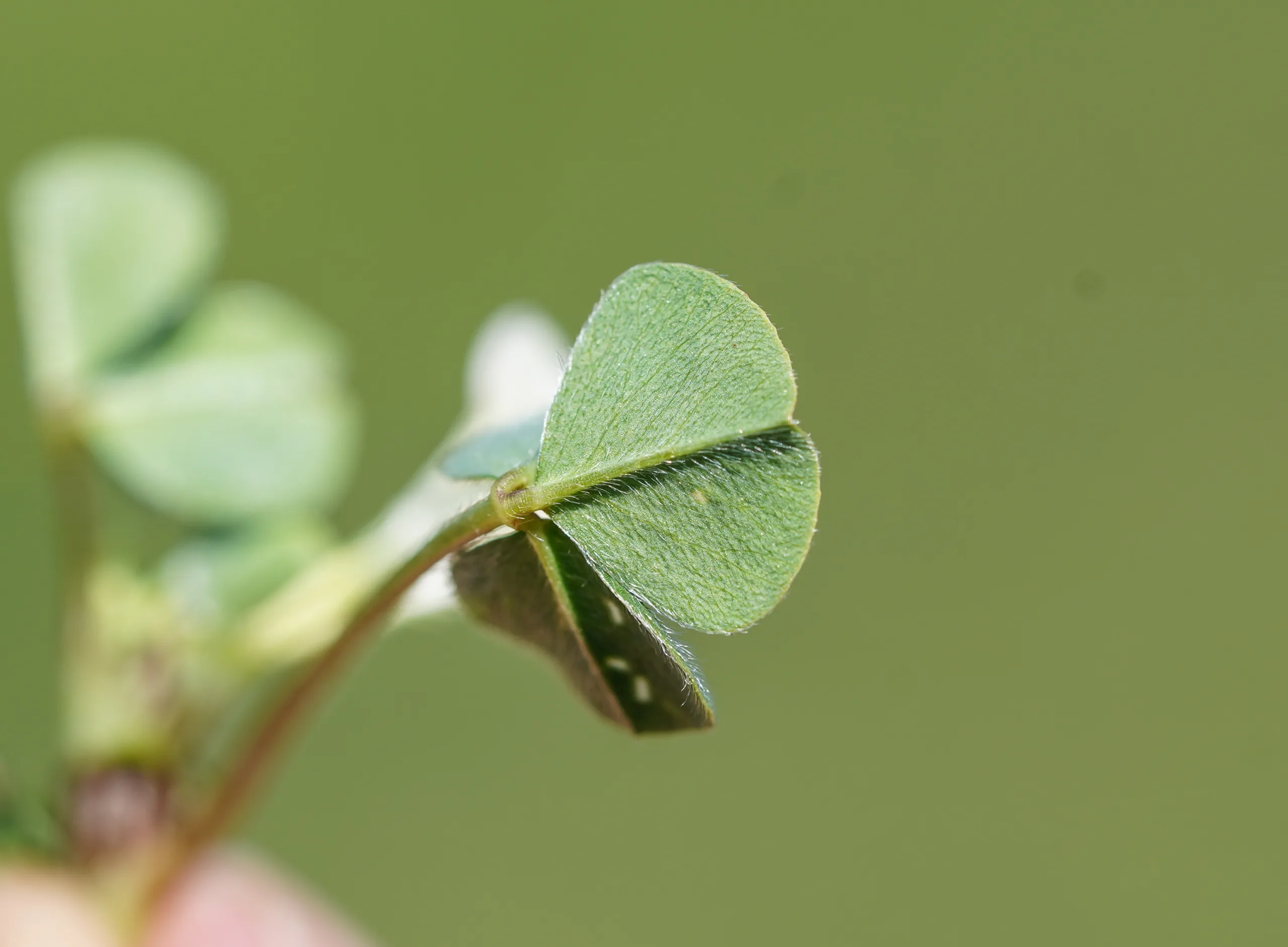 Trifolium subterraneum