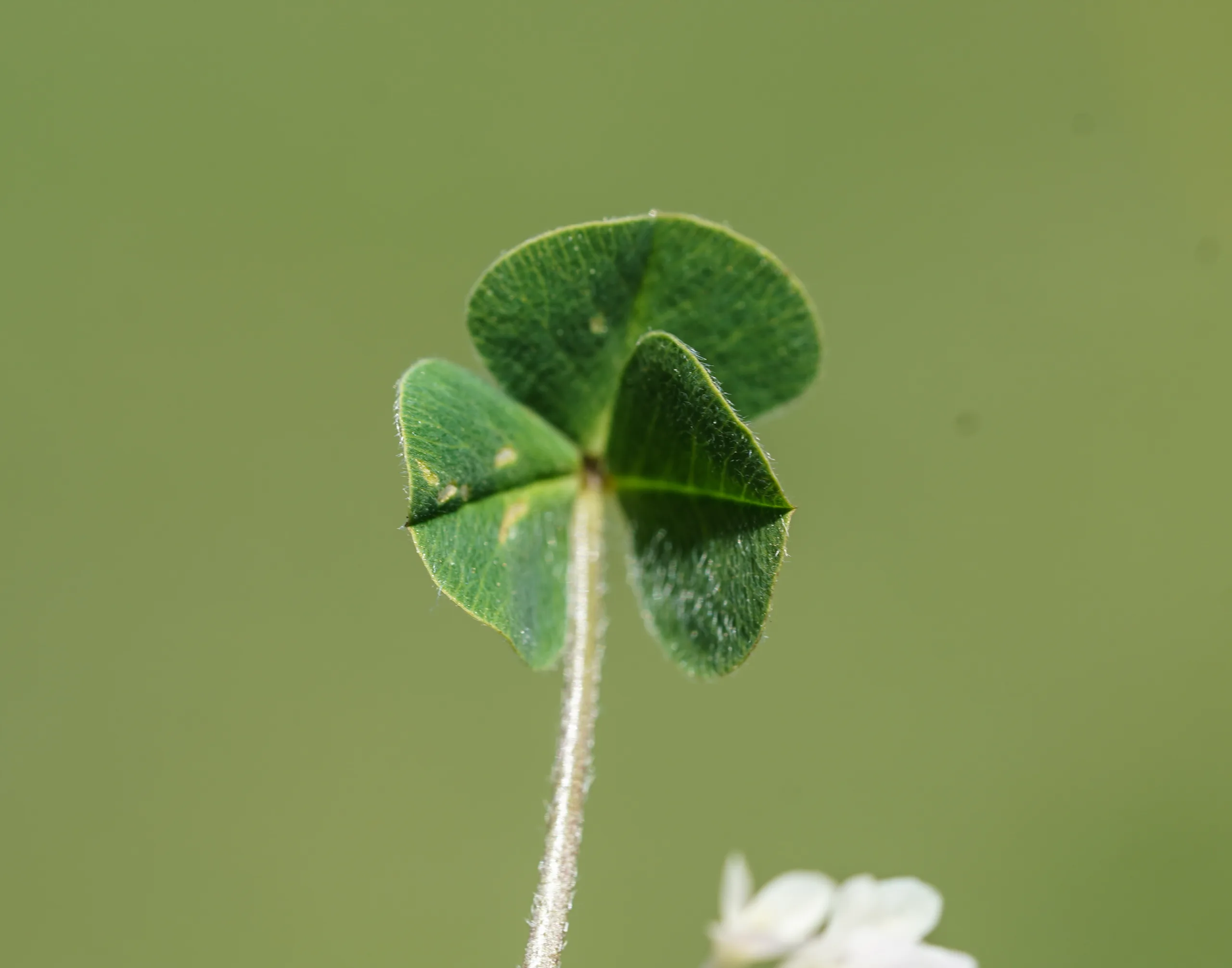 Trifolium subterraneum