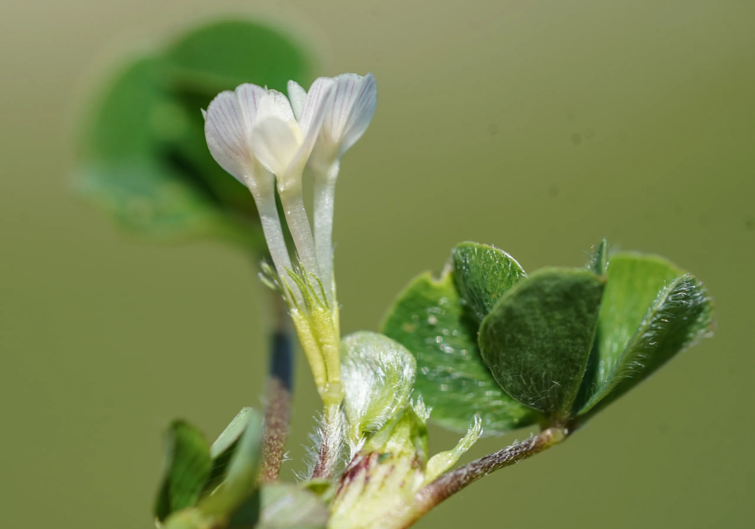 Trifolium subterraneum