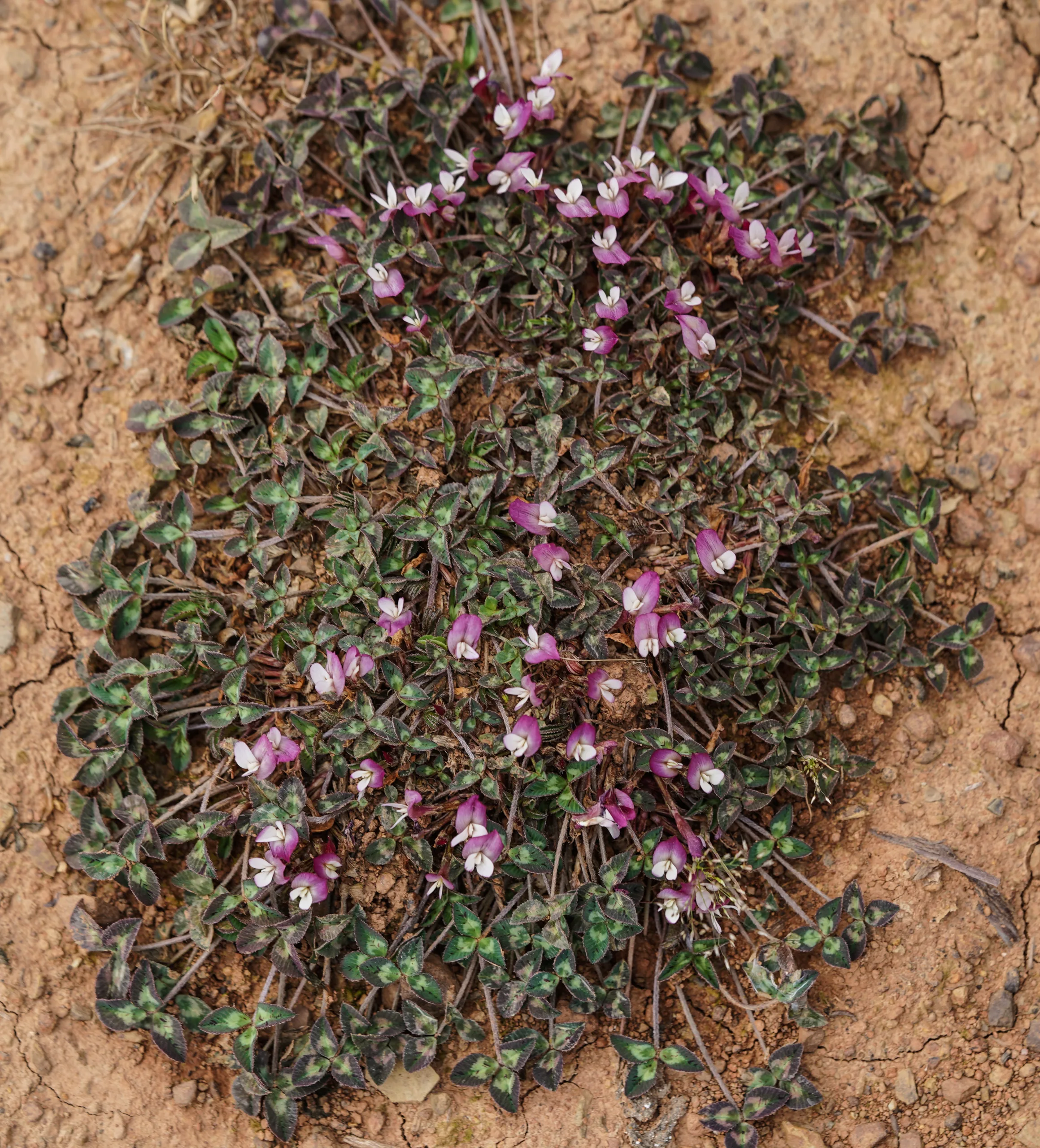 Trifolium uniflorum