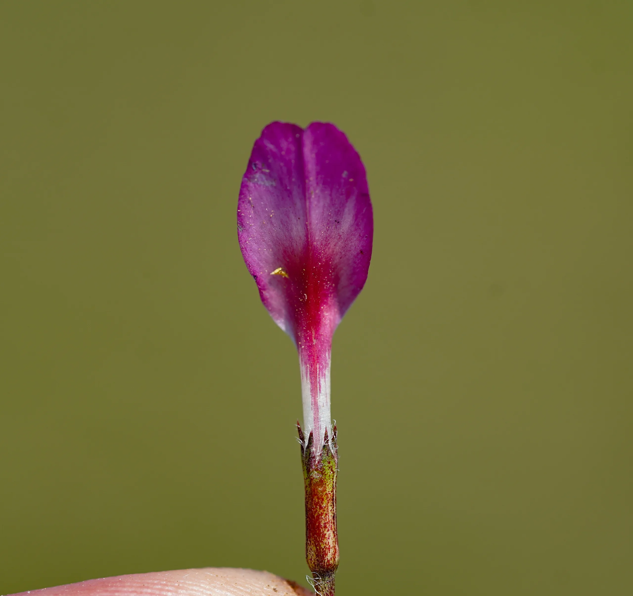 Trifolium uniflorum