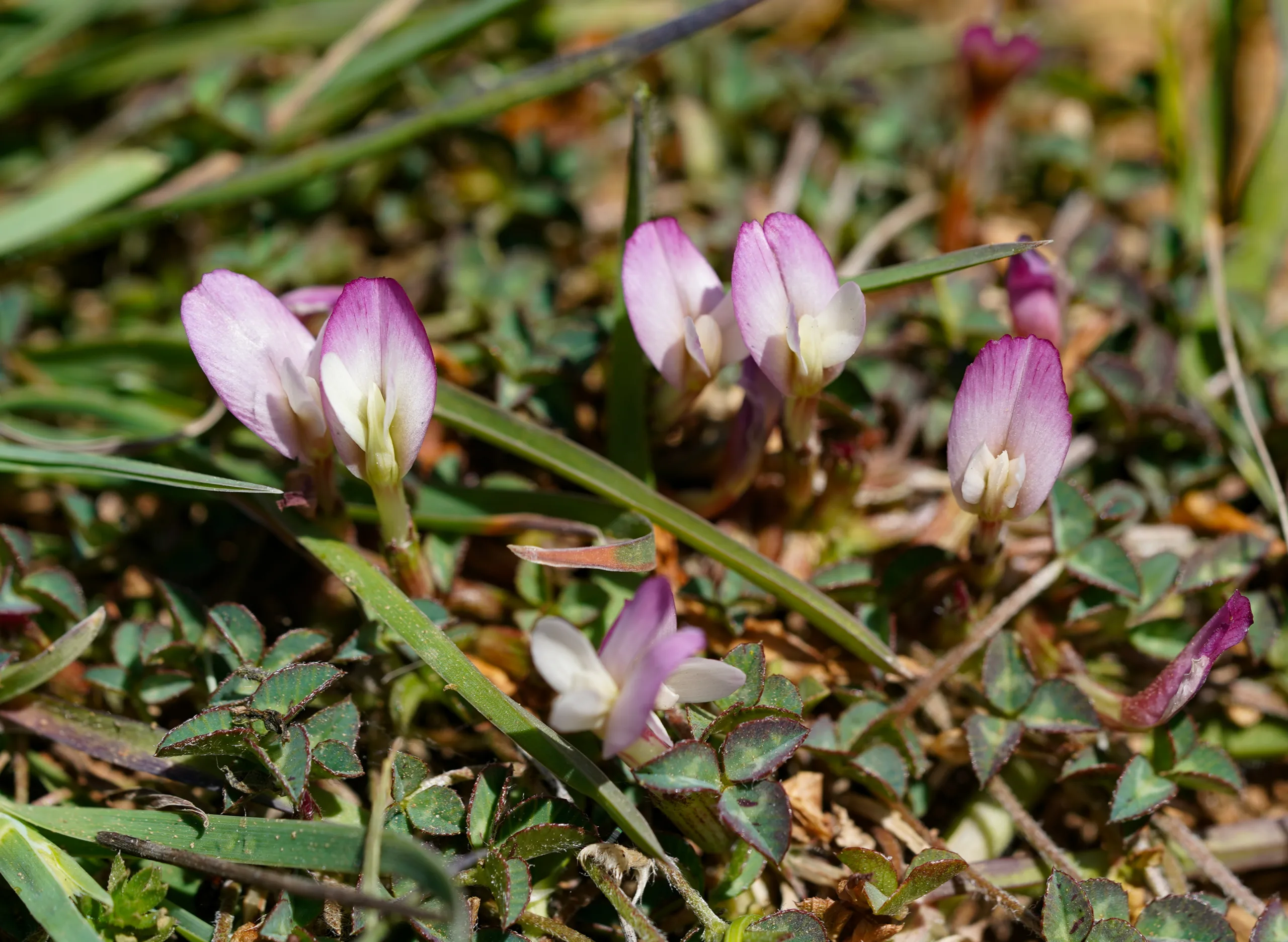 Trifolium uniflorum
