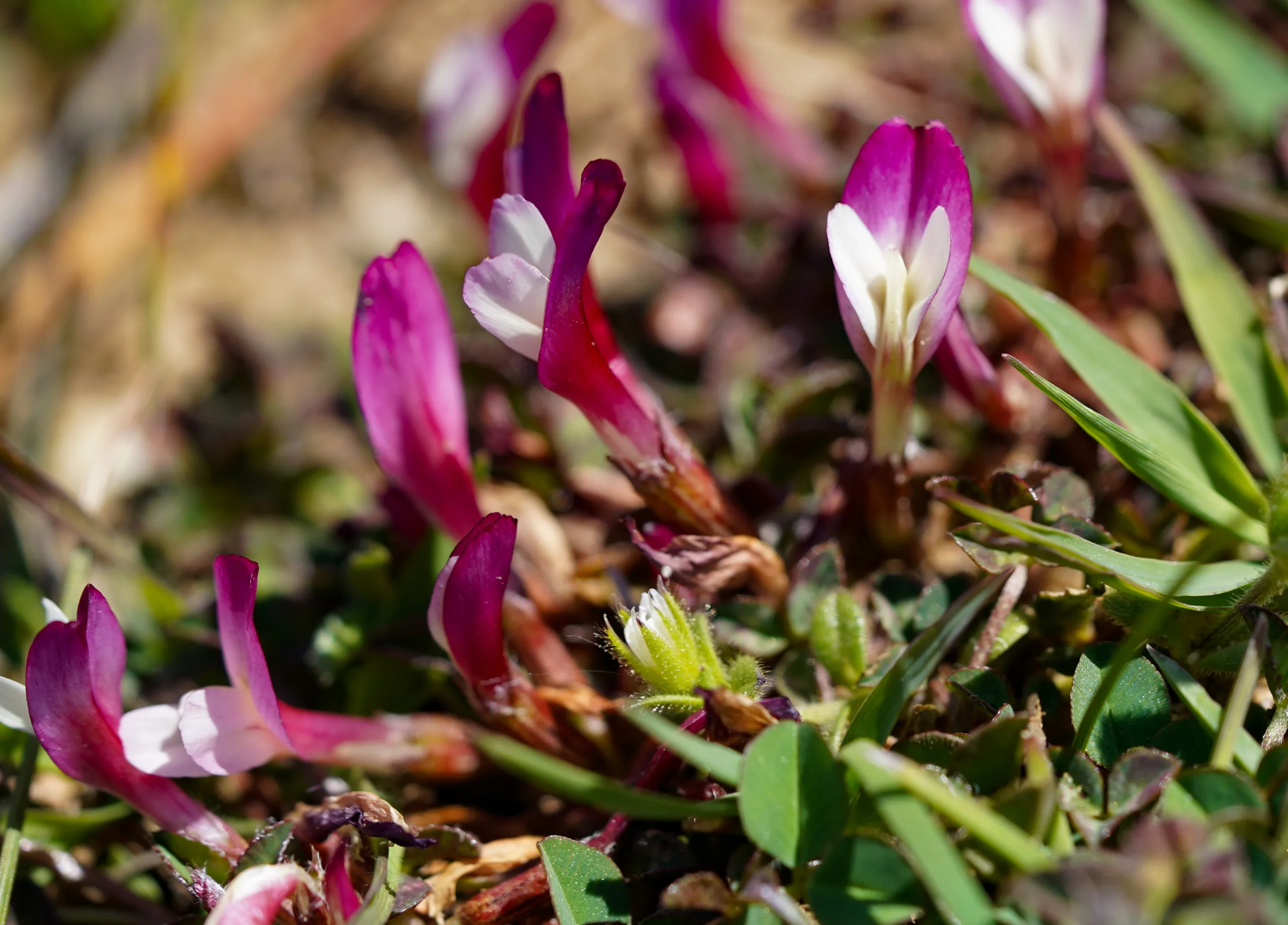 Trifolium uniflorum