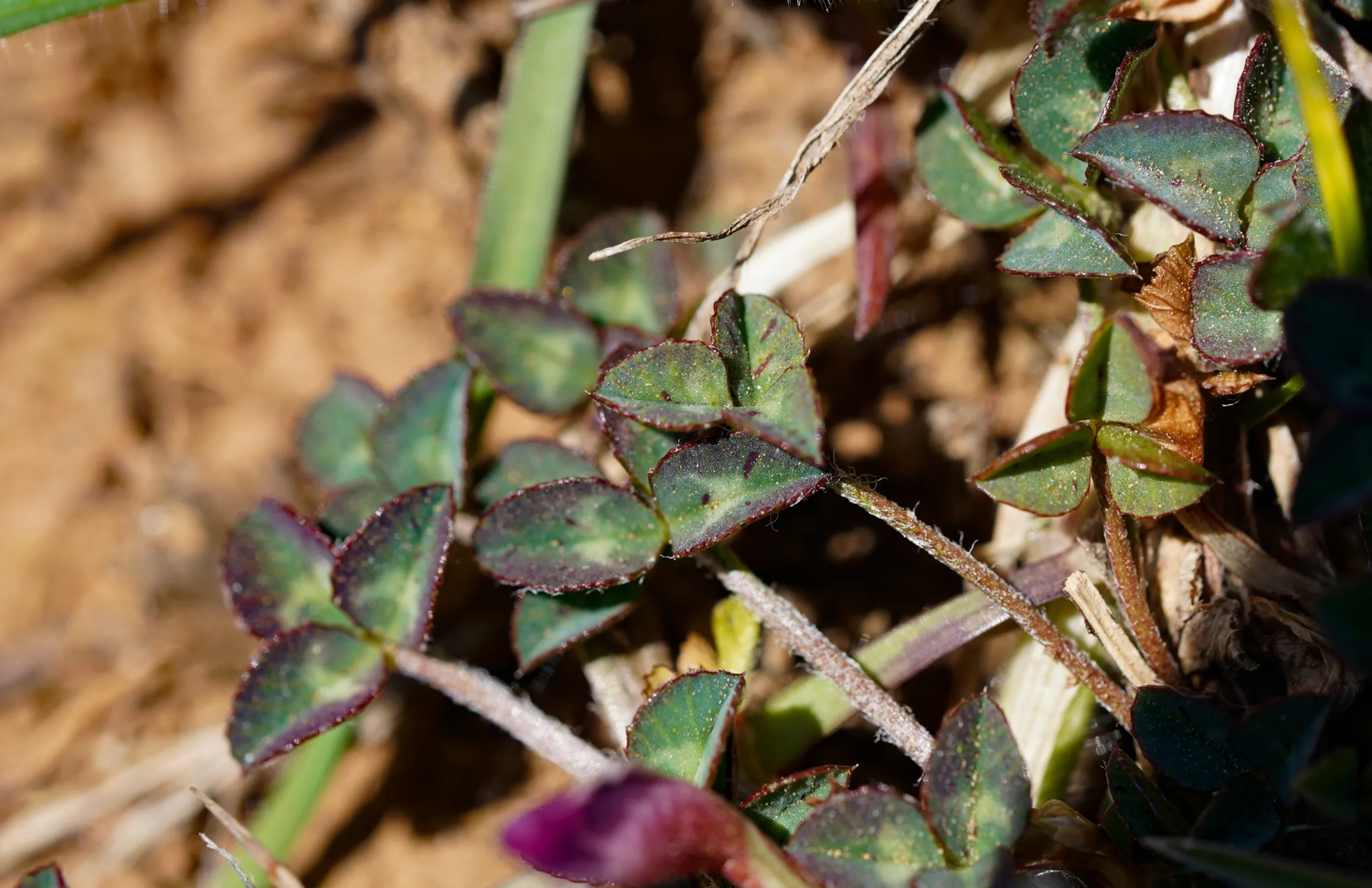 Trifolium uniflorum