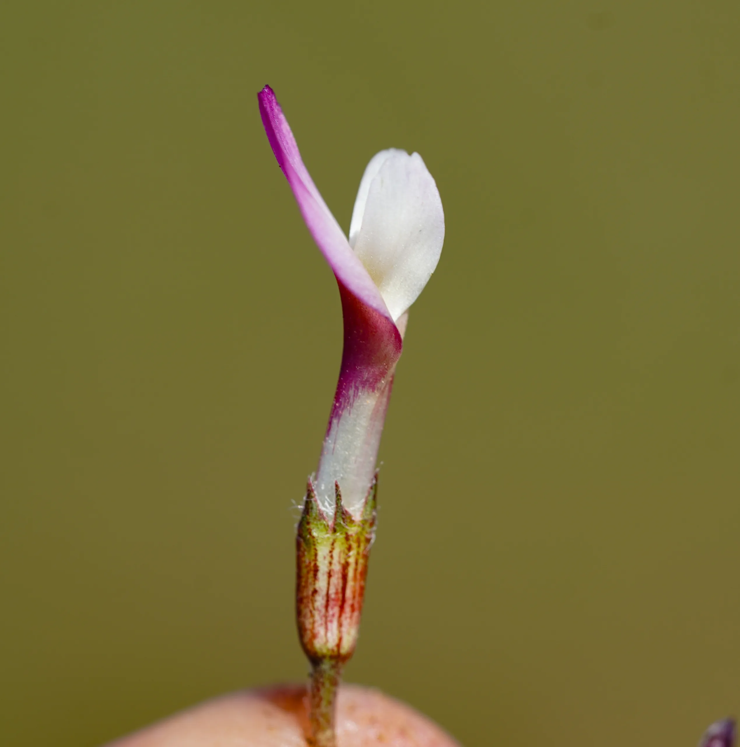 Trifolium uniflorum