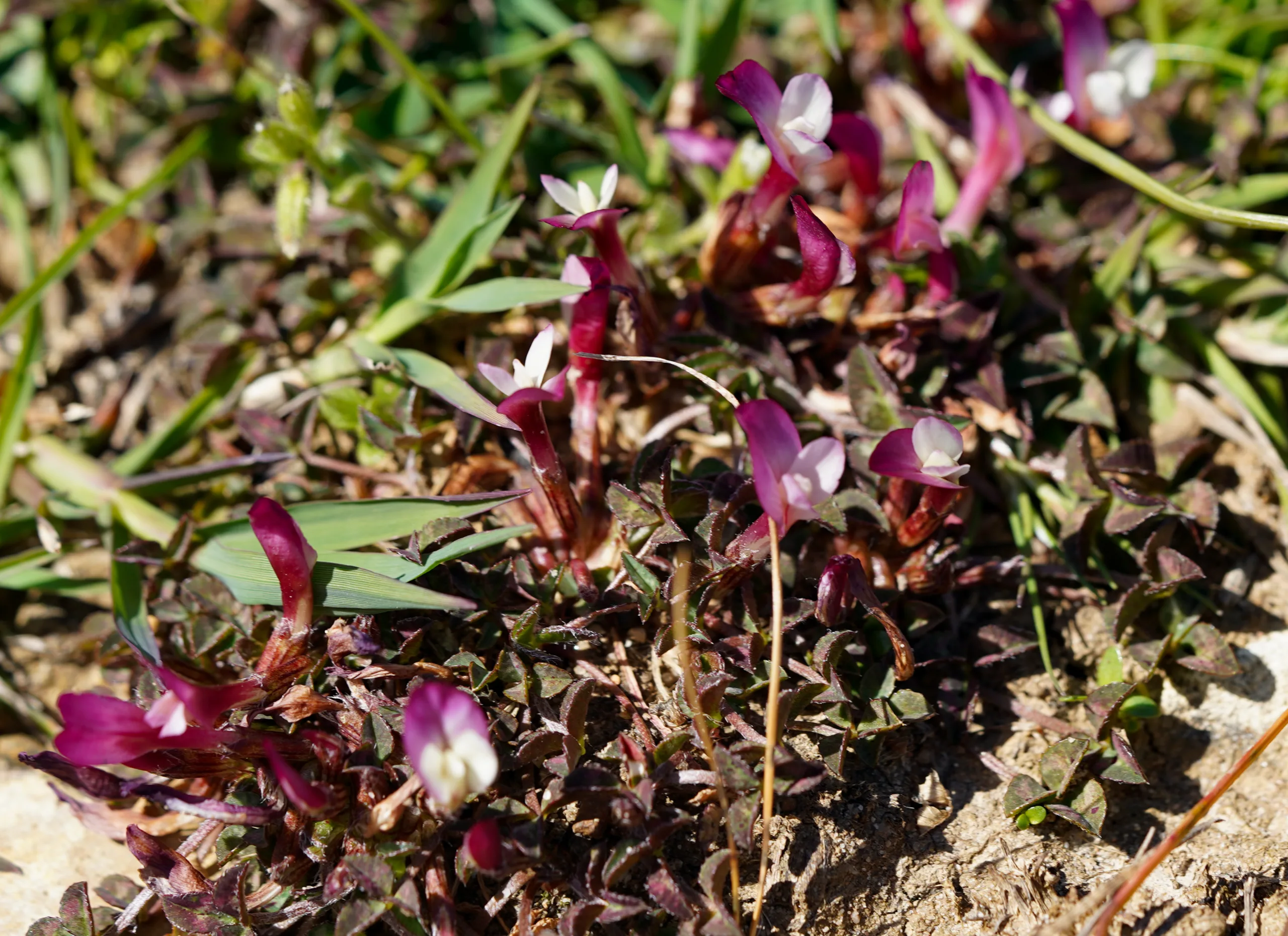 Trifolium uniflorum