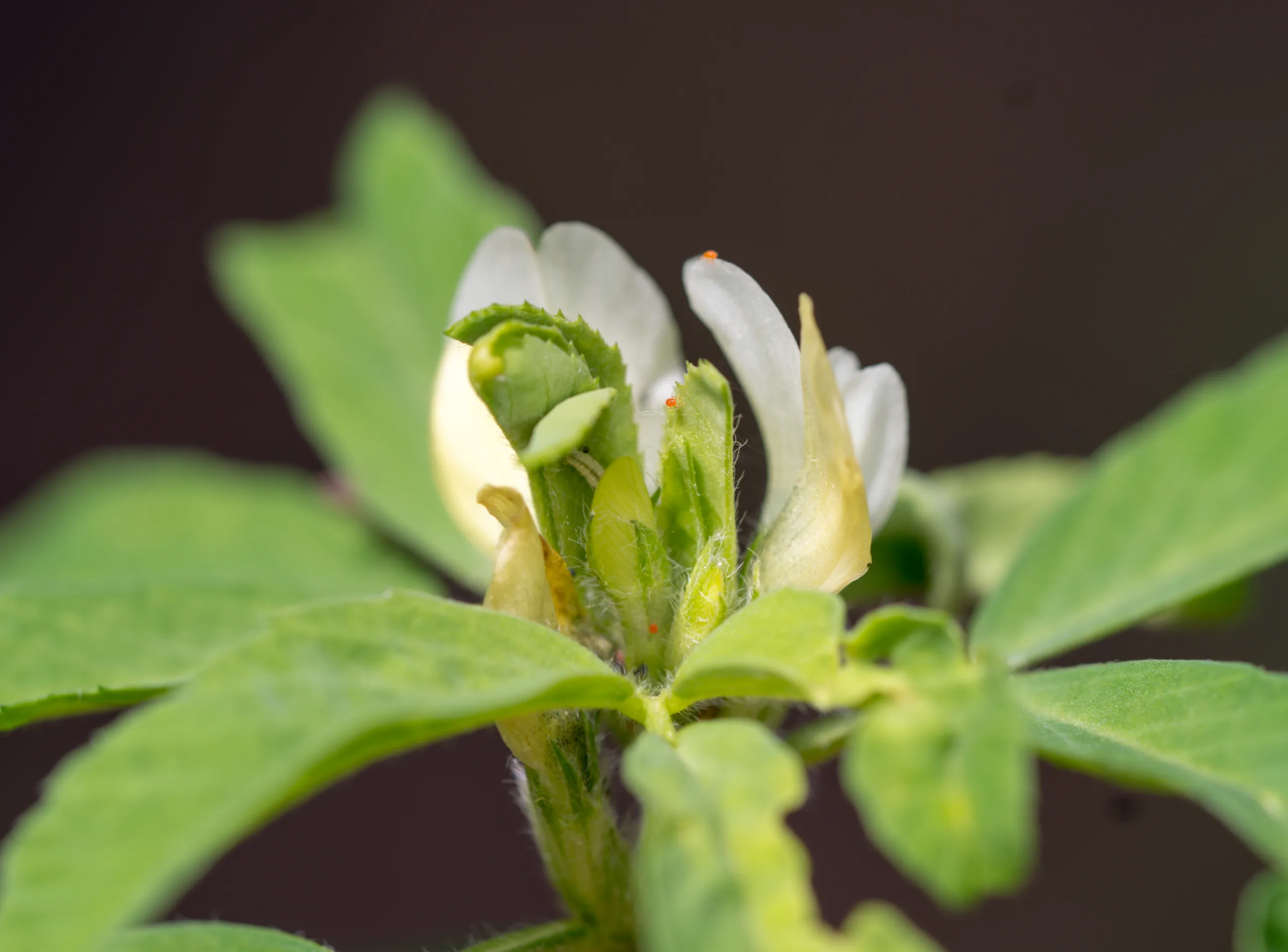 Trigonella foenum-graecum