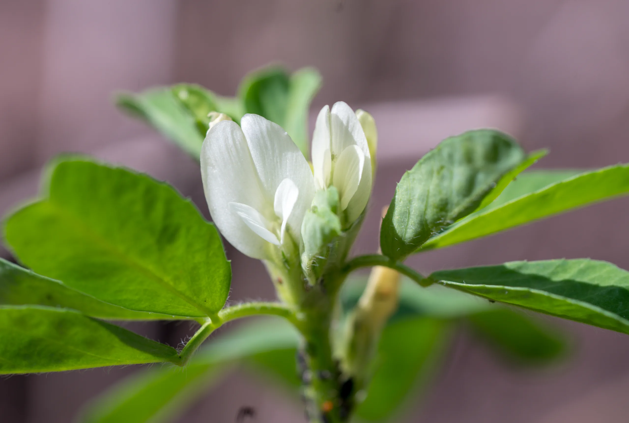 Trigonella foenum-graecum