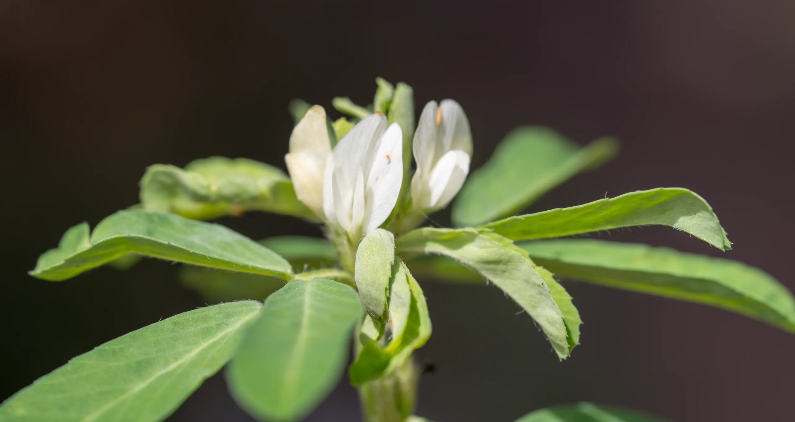 Trigonella foenum-graecum