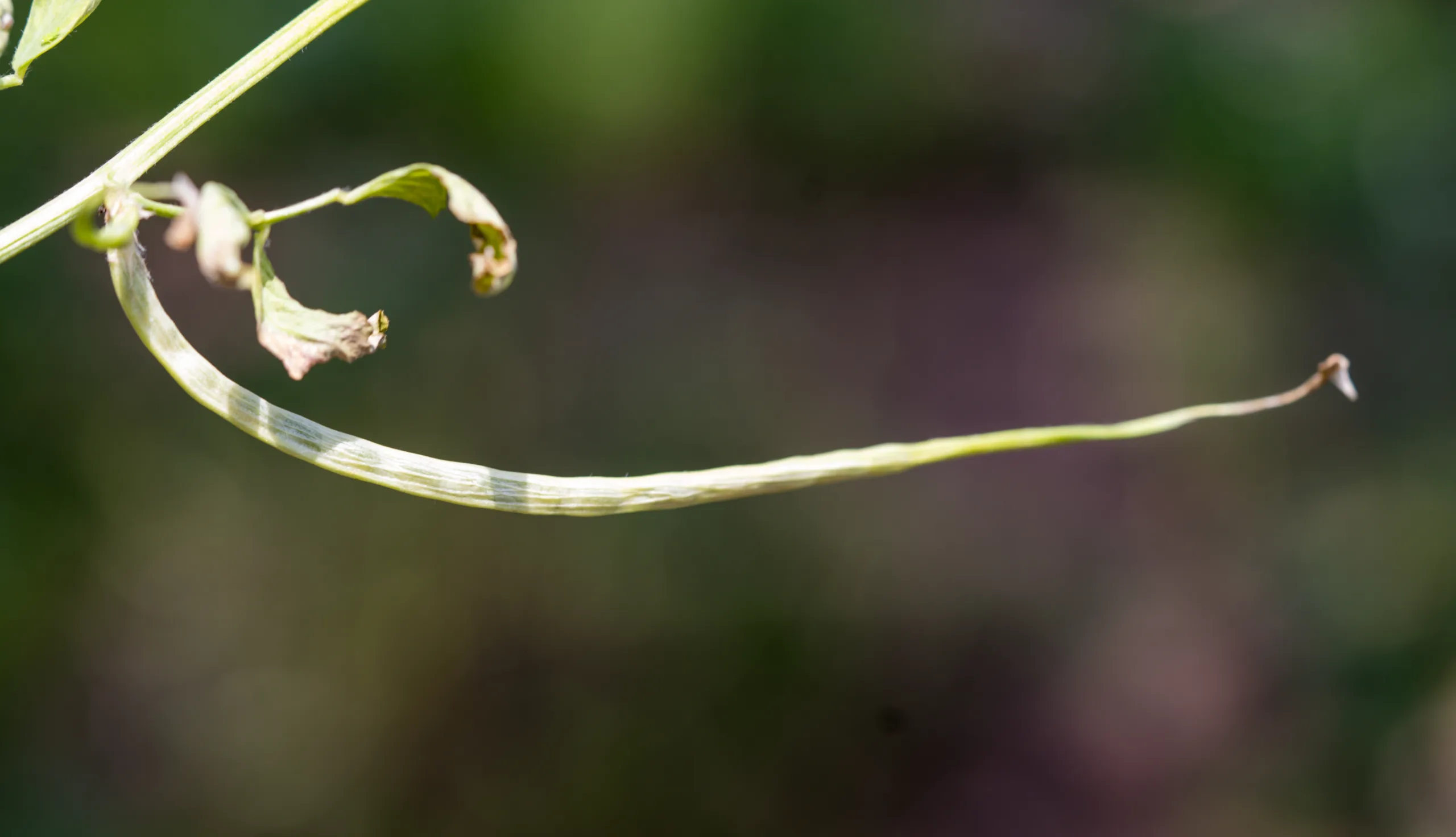 Trigonella foenum-graecum