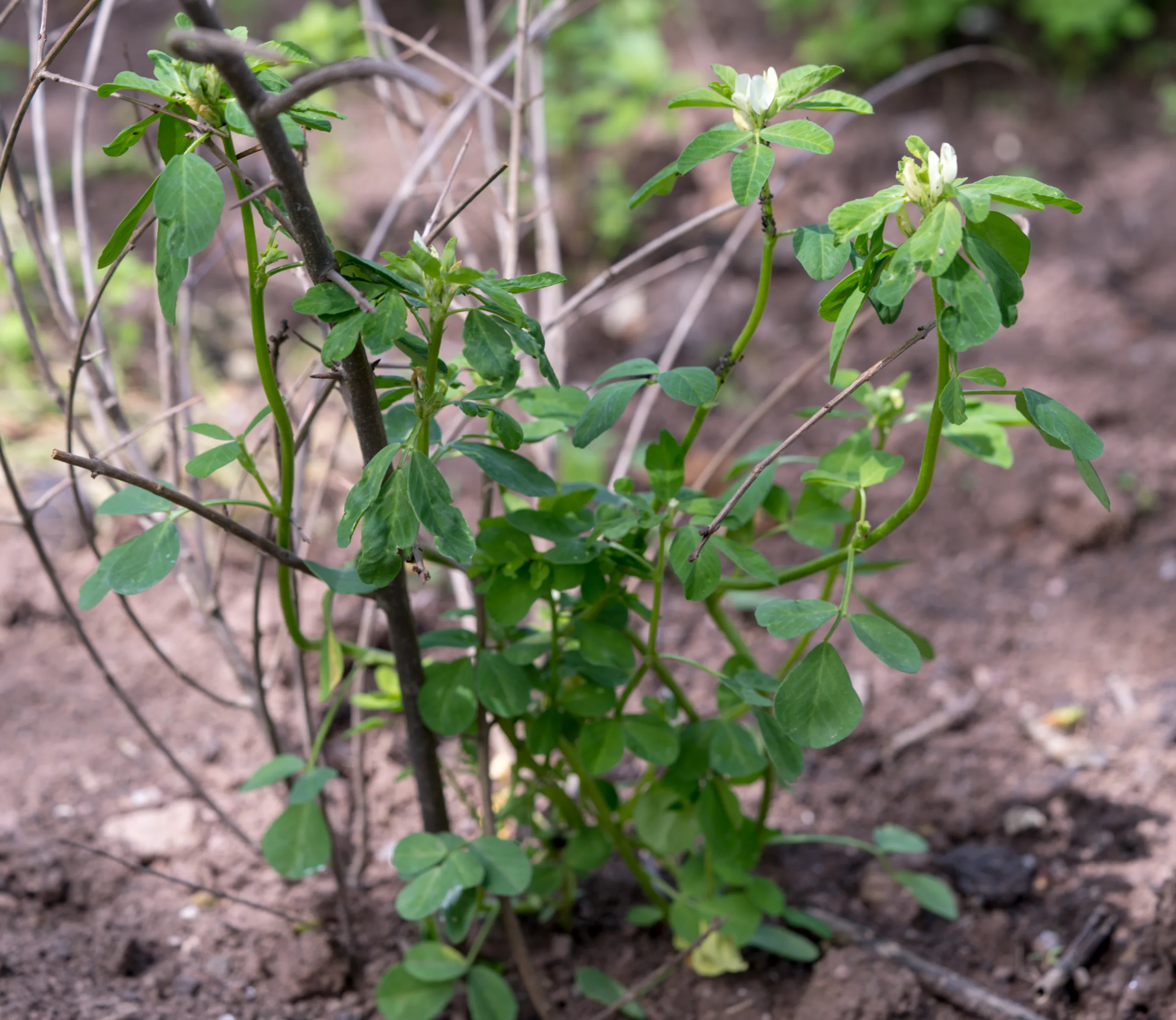 Trigonella foenum-graecum