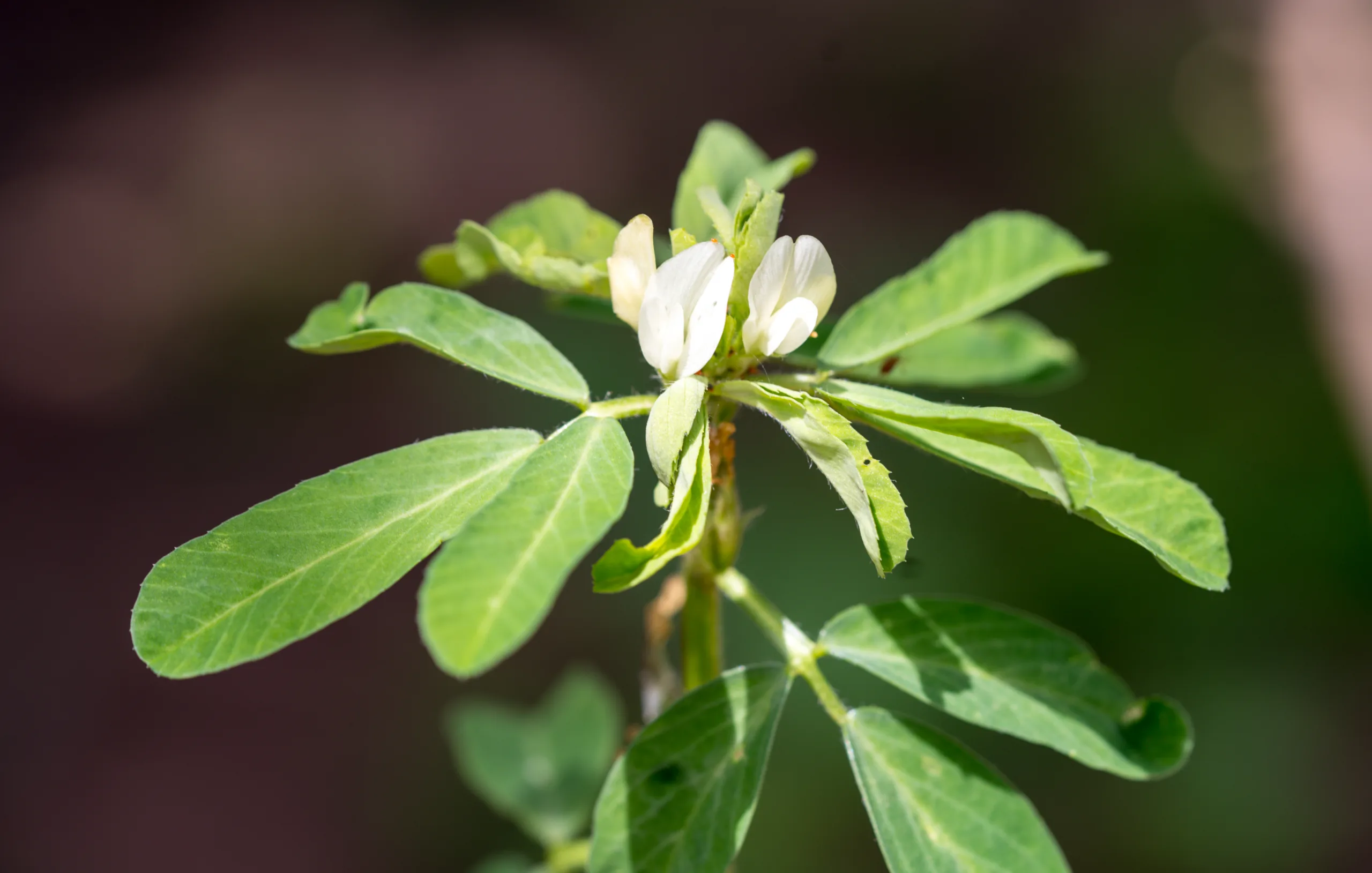Trigonella foenum-graecum