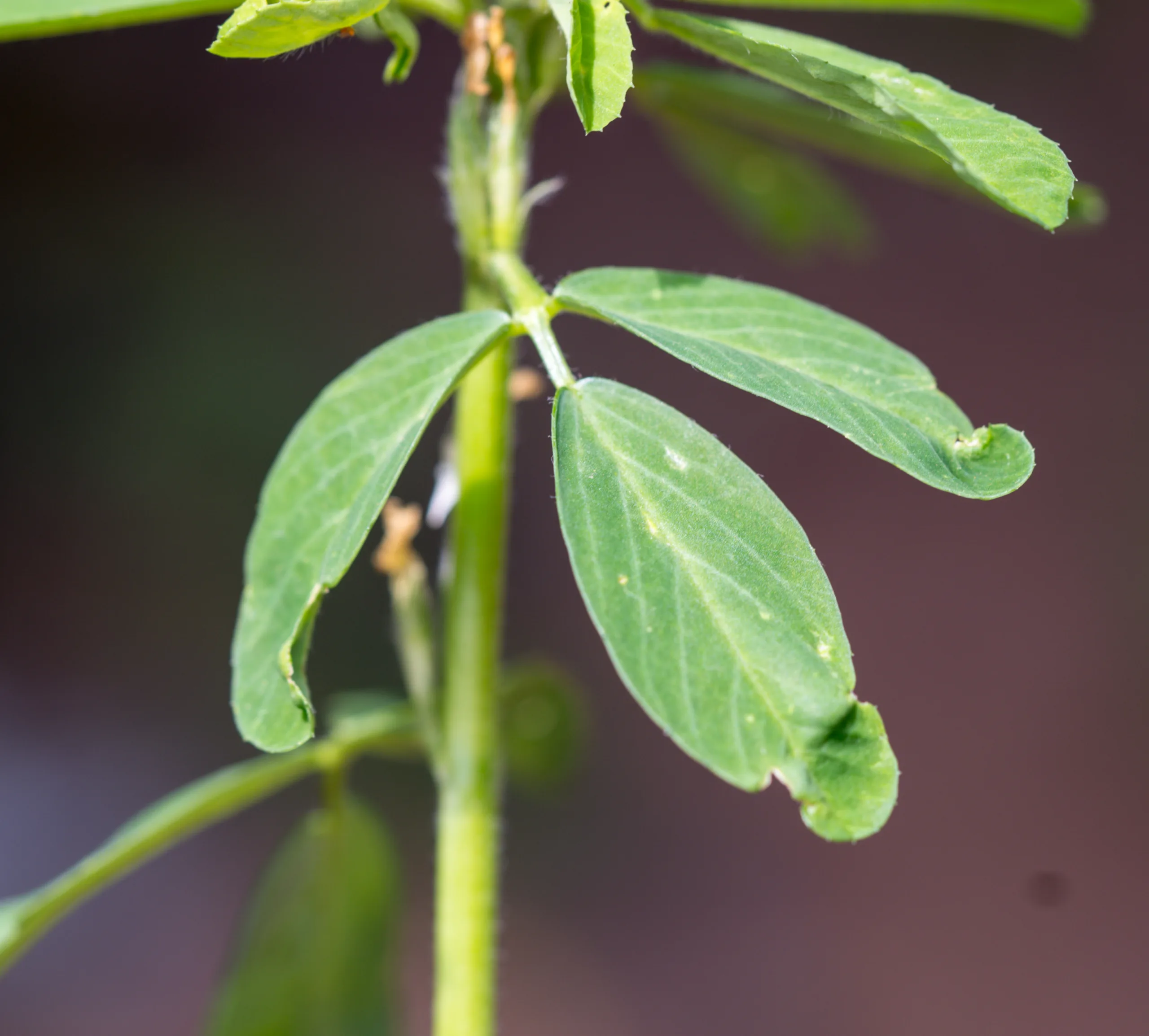 Trigonella foenum-graecum