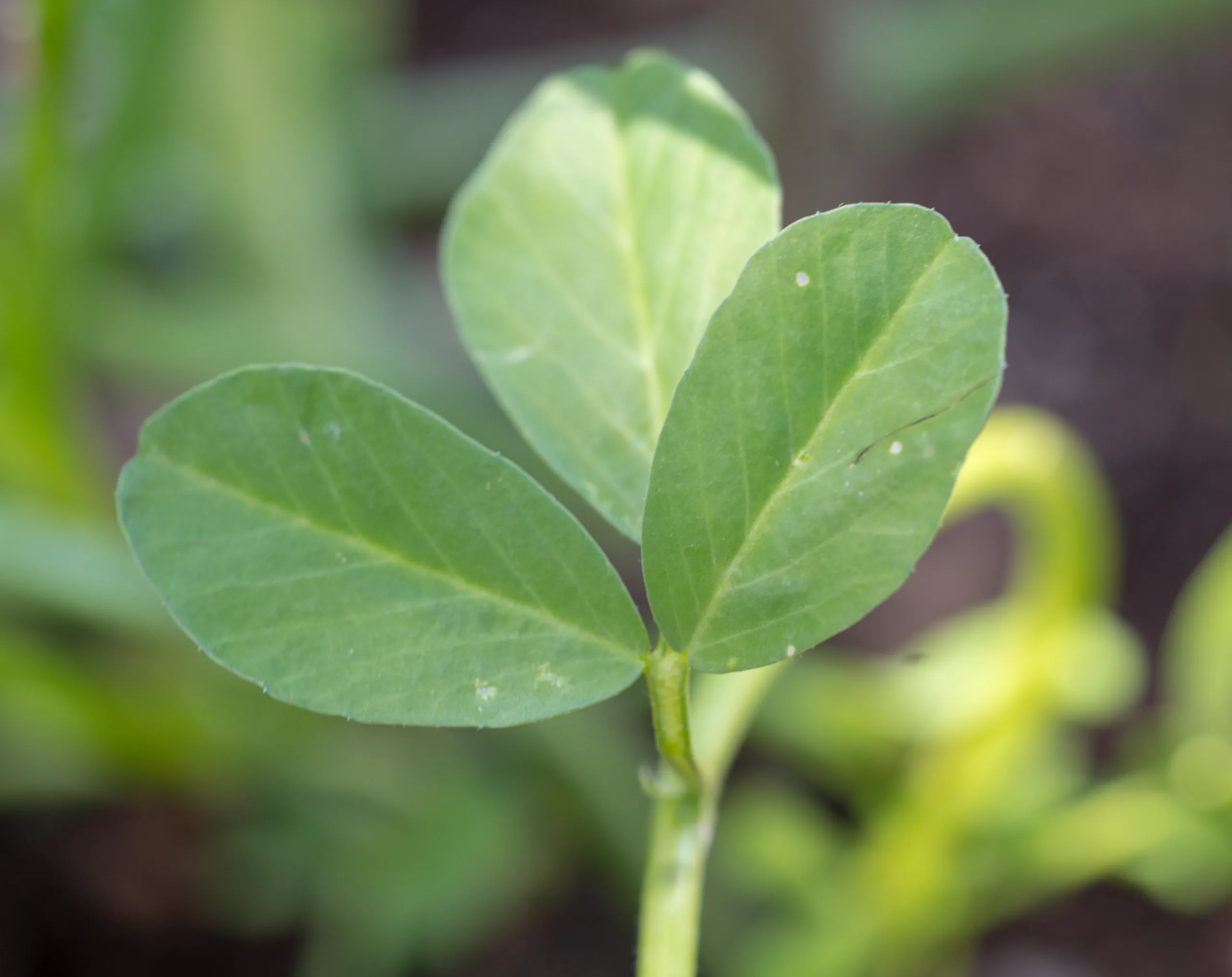 Trigonella foenum-graecum