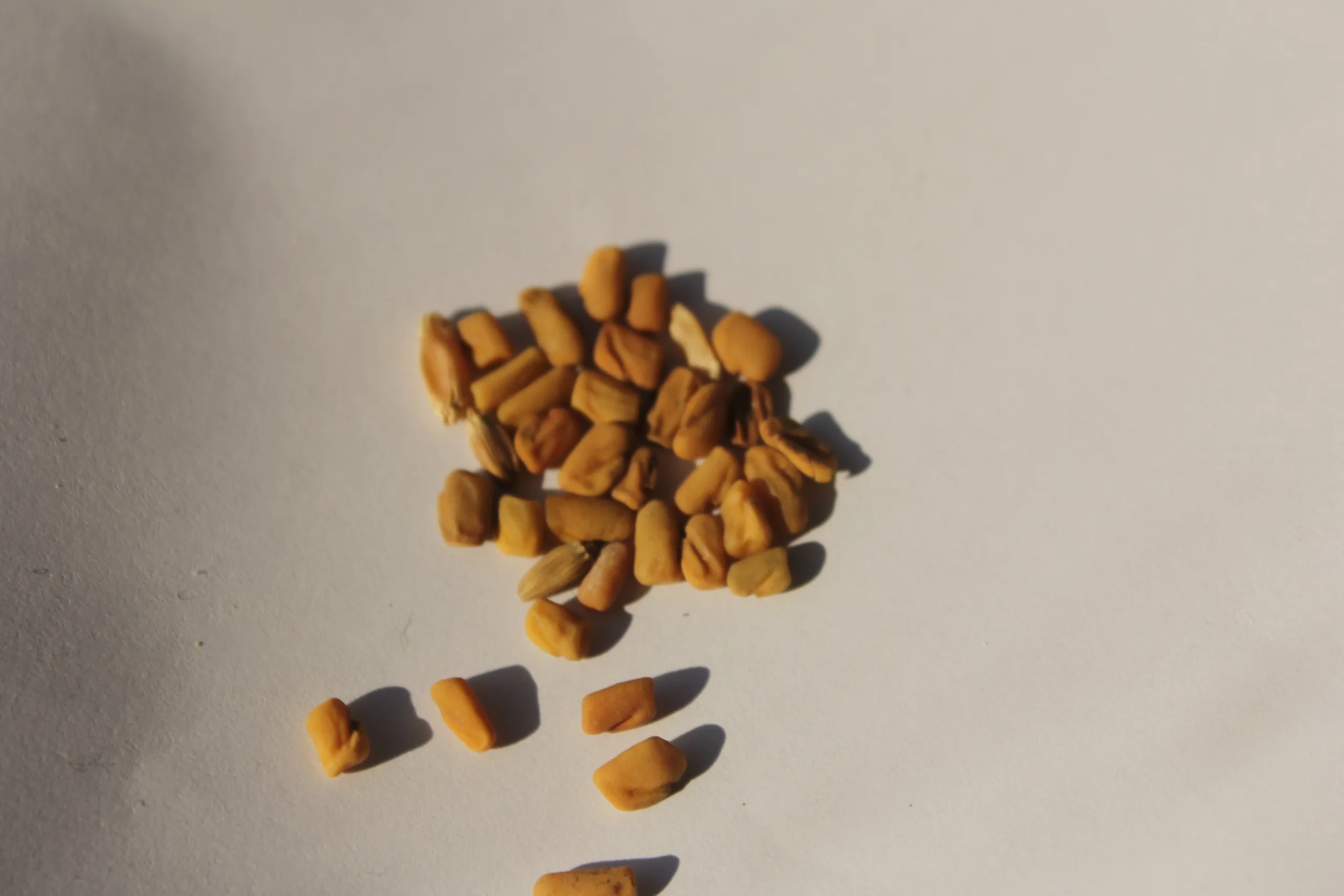 Trigonella foenum-graecum