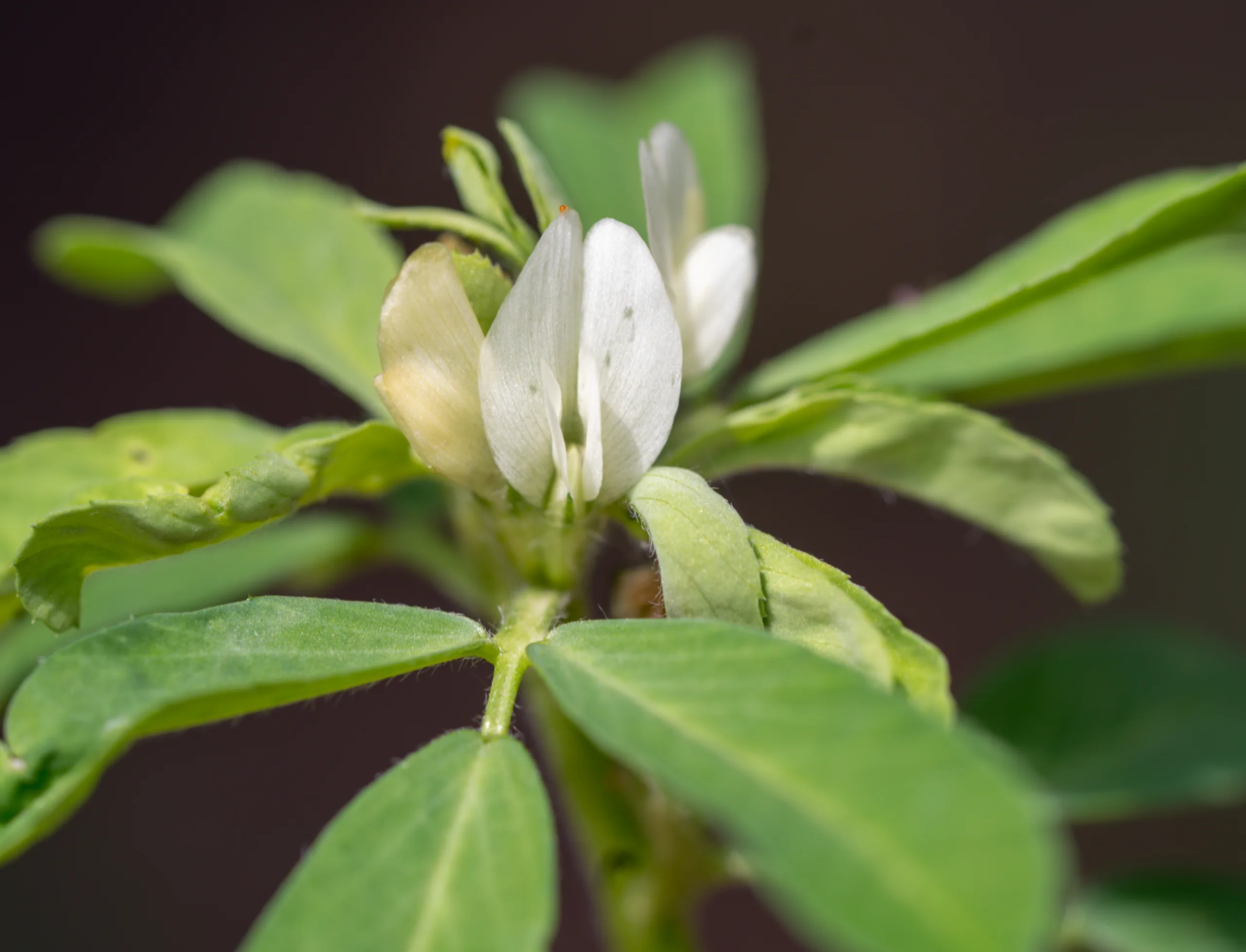 Trigonella foenum-graecum