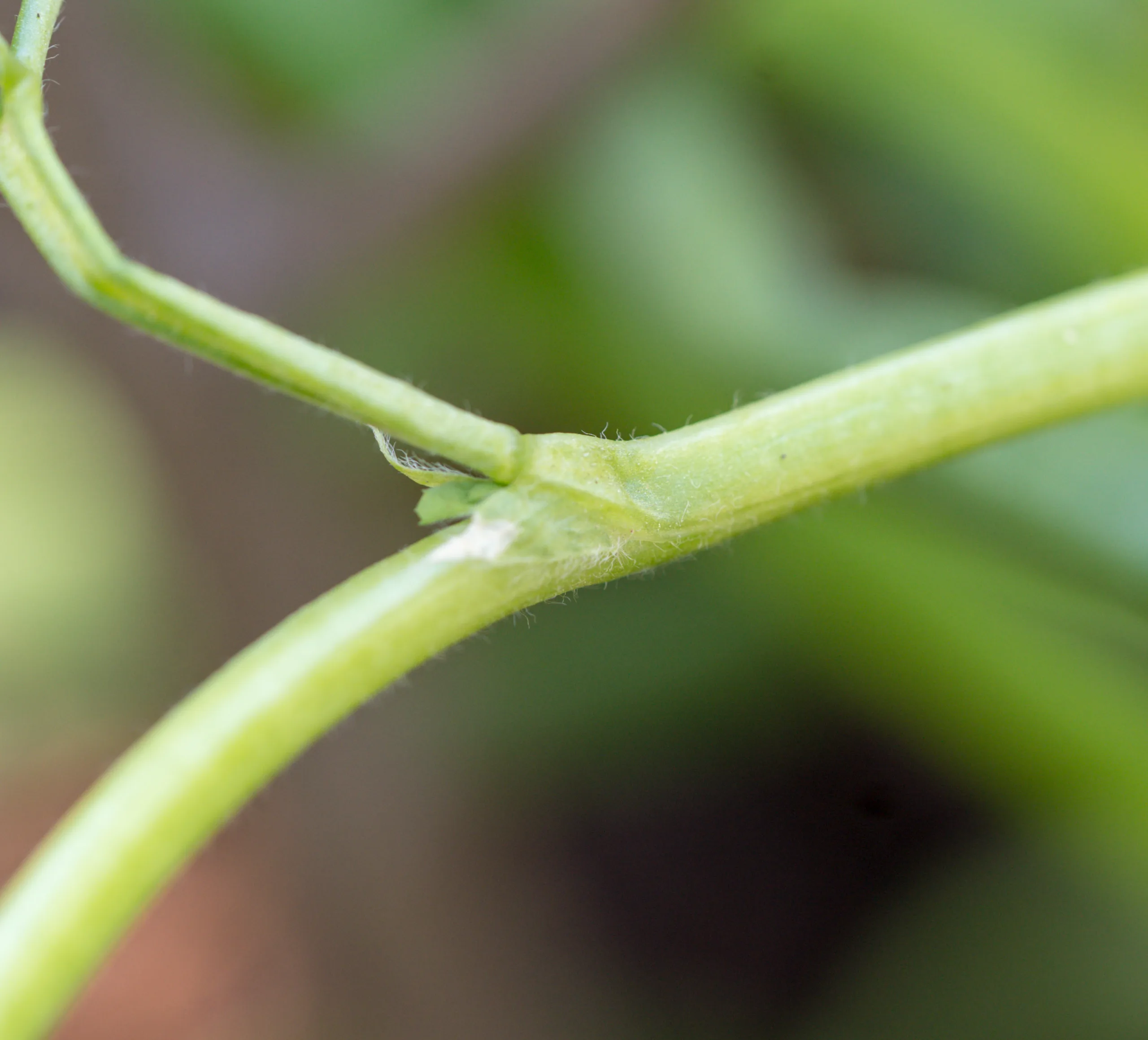 Trigonella foenum-graecum