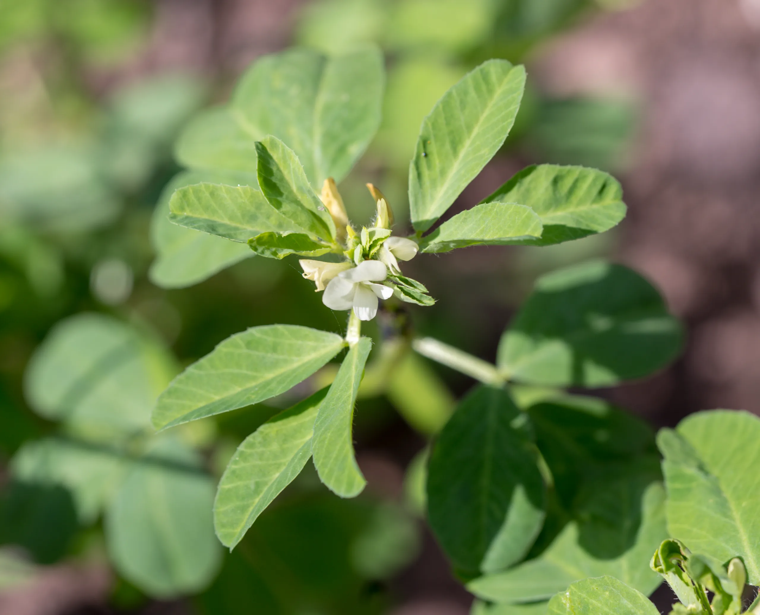 Trigonella foenum-graecum