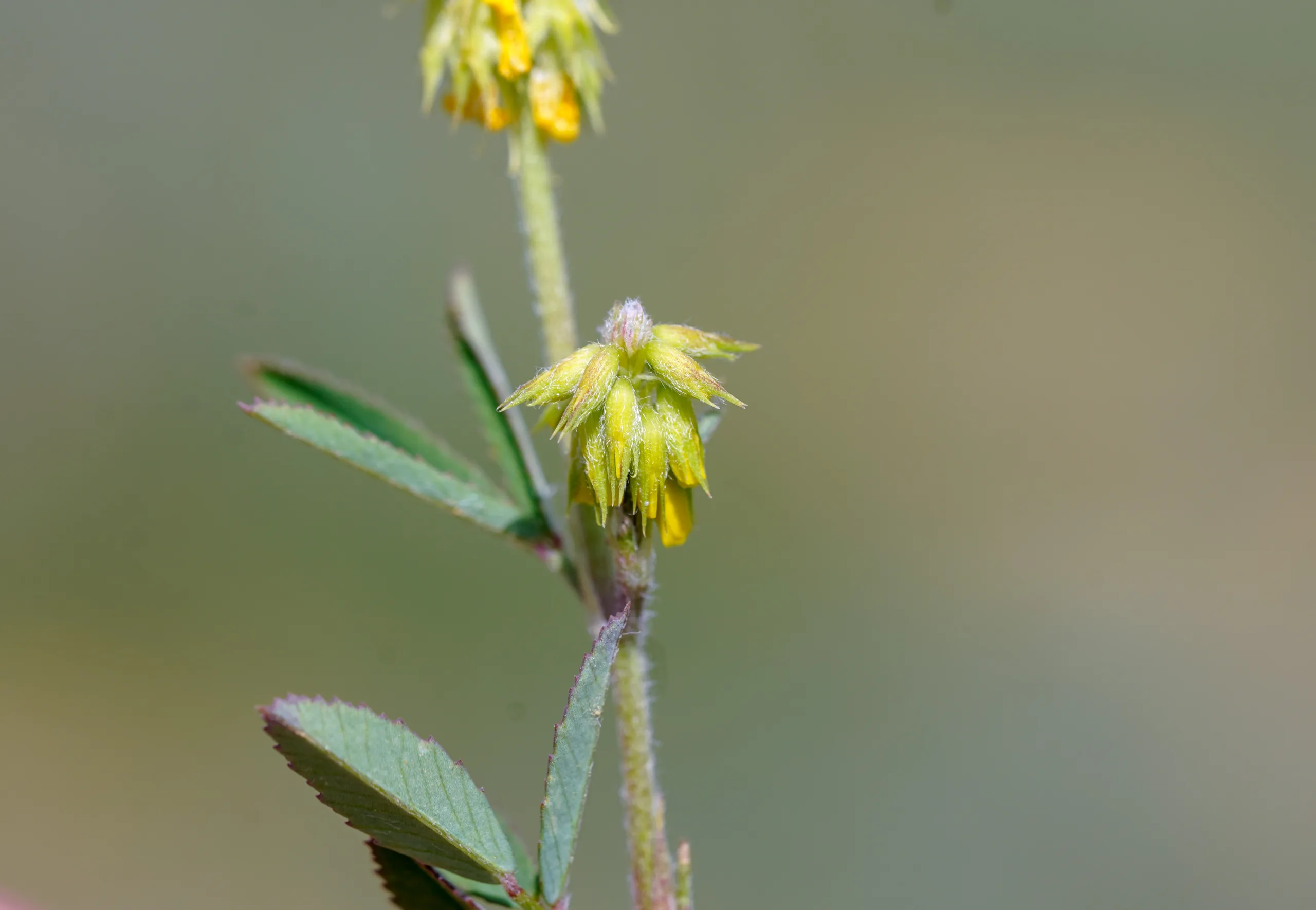 Trigonella spicata